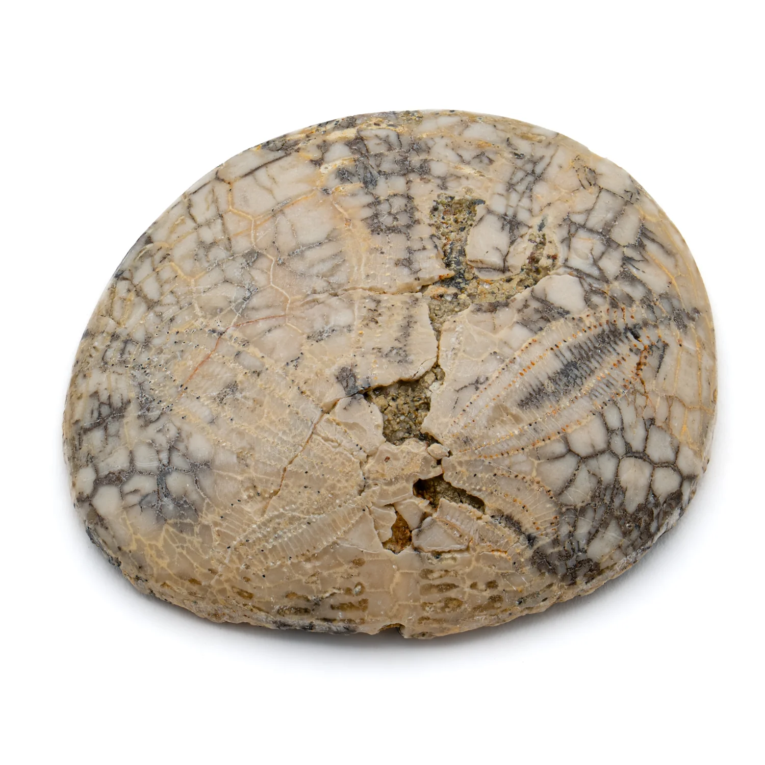 Dendraster Gibbsii - Fossilized Sand Dollar - 1.261" - Image 2