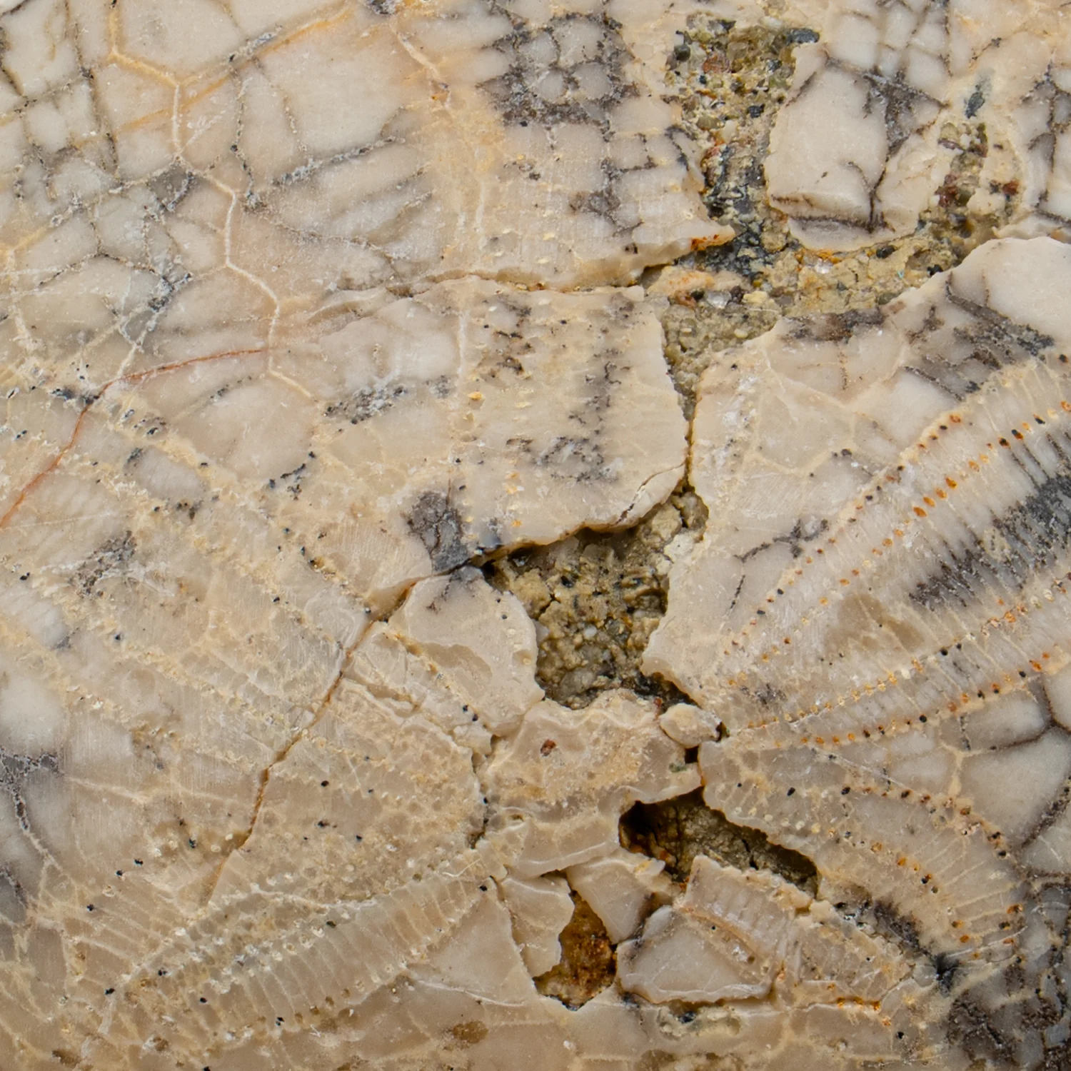 Dendraster Gibbsii - Fossilized Sand Dollar - 1.261" - Image 3
