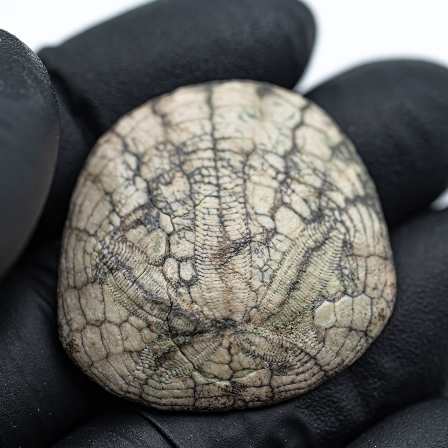 Dendraster Gibbsii - Fossilized Sand Dollar - 1.265" - Image 2
