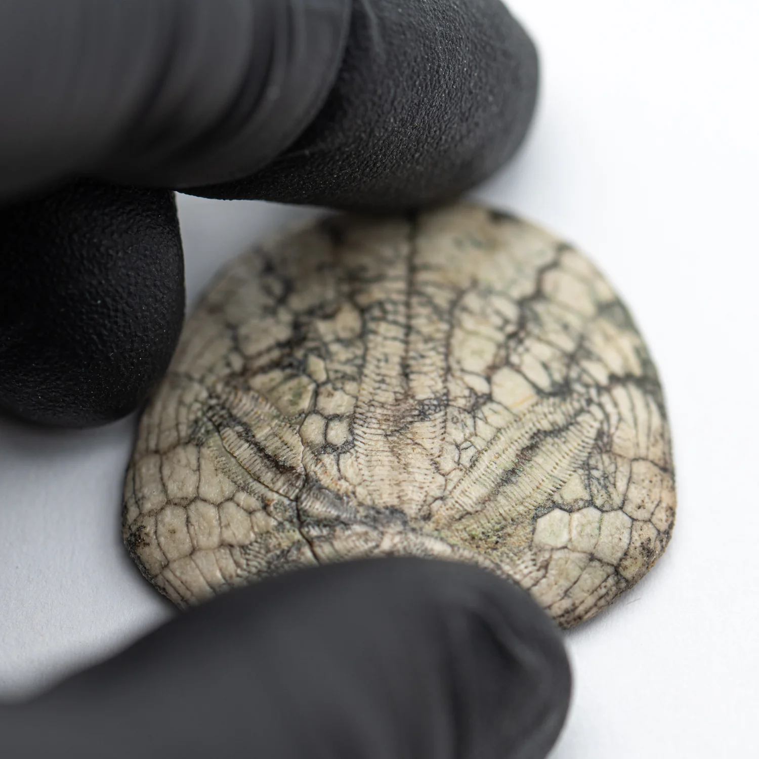 Dendraster Gibbsii - Fossilized Sand Dollar - 1.265" - Image 3