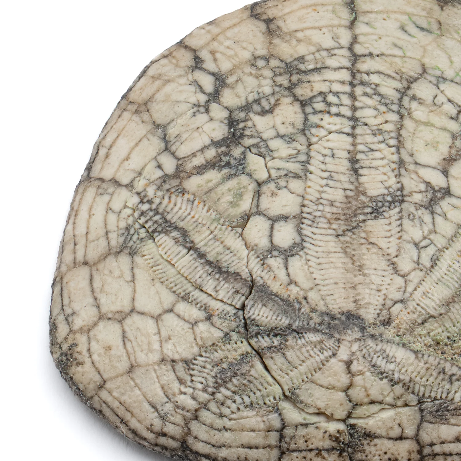 Dendraster Gibbsii - Fossilized Sand Dollar - 1.265" - Image 4