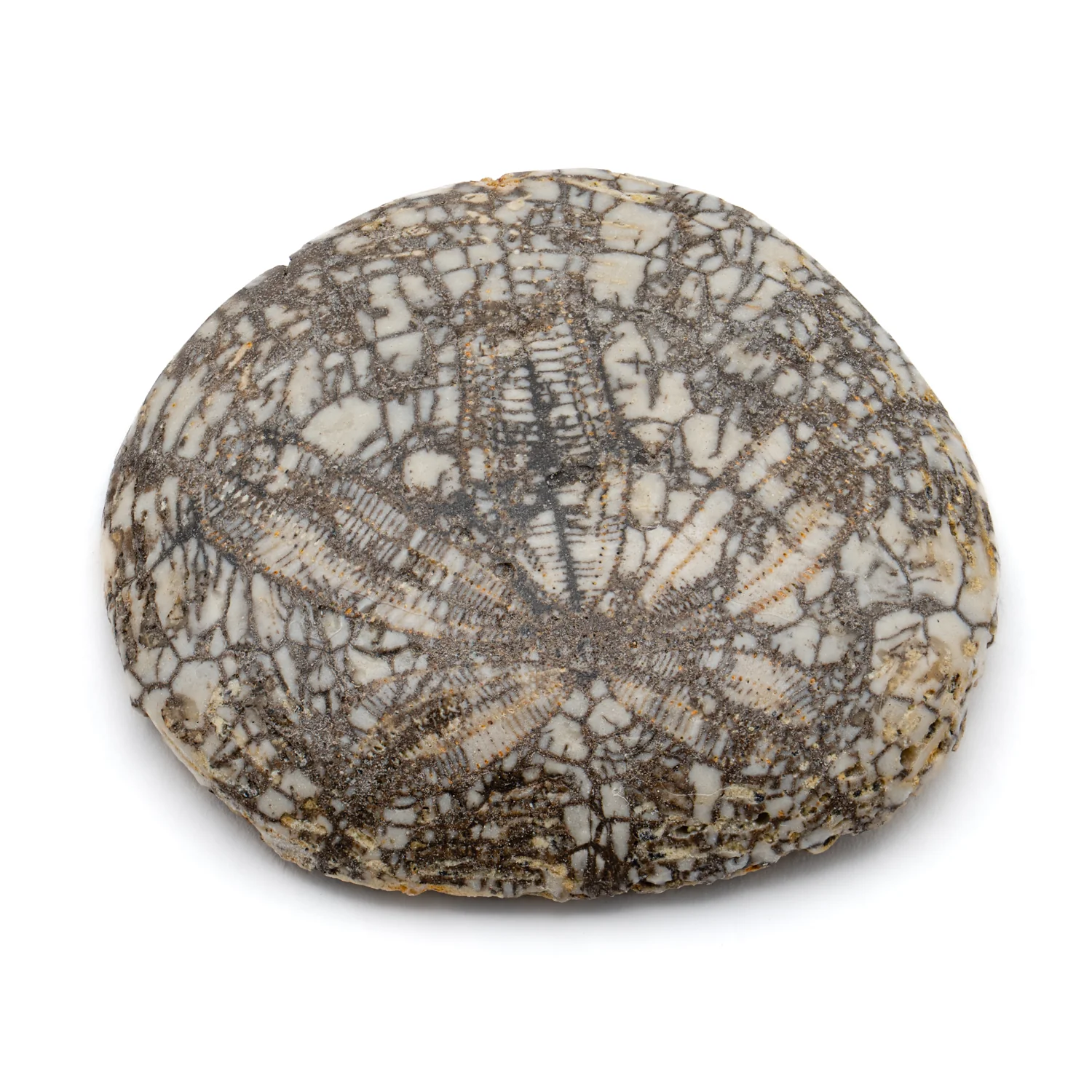 Dendraster Gibbsii - Fossilized Sand Dollar - 1.270" - Image 2