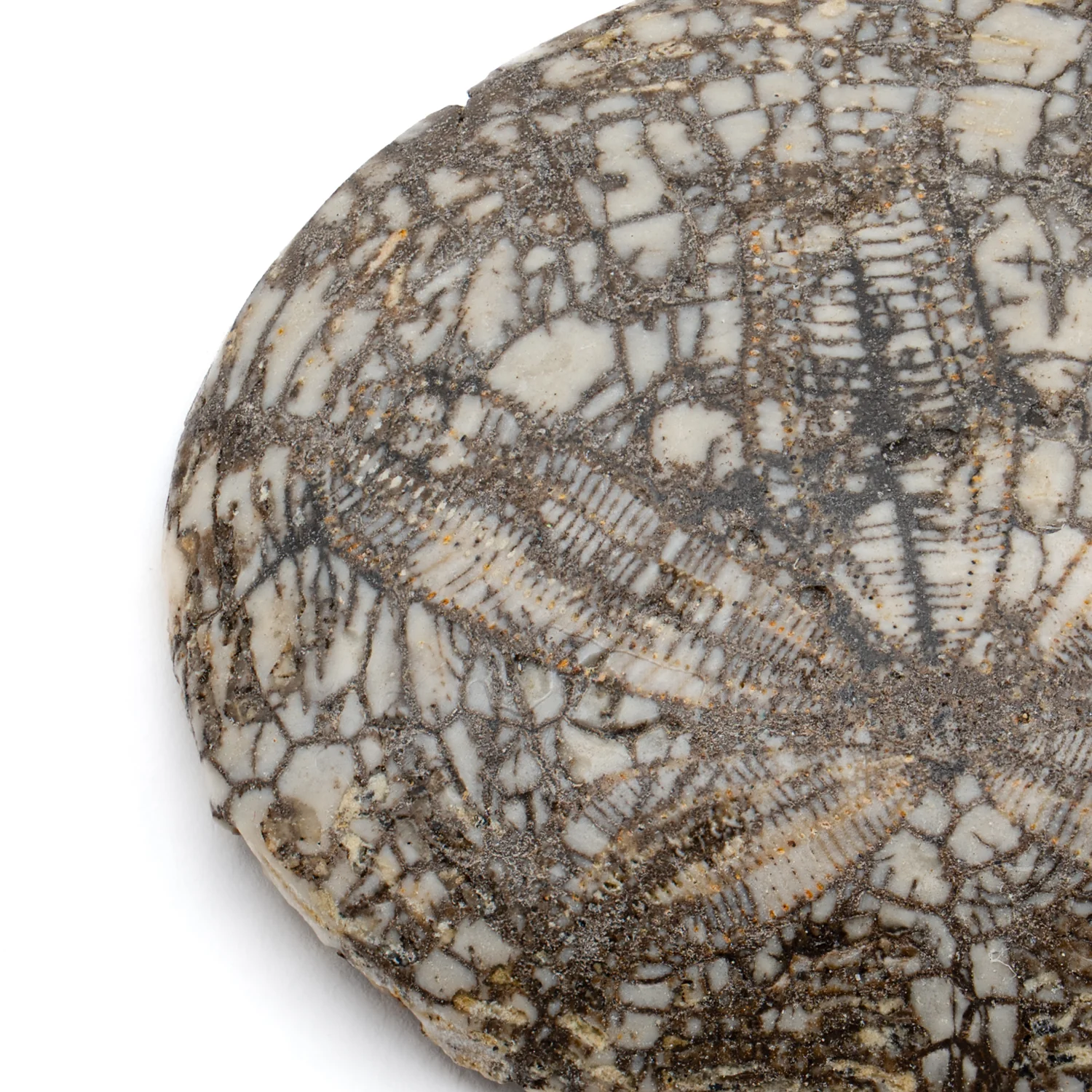 Dendraster Gibbsii - Fossilized Sand Dollar - 1.270" - Image 3