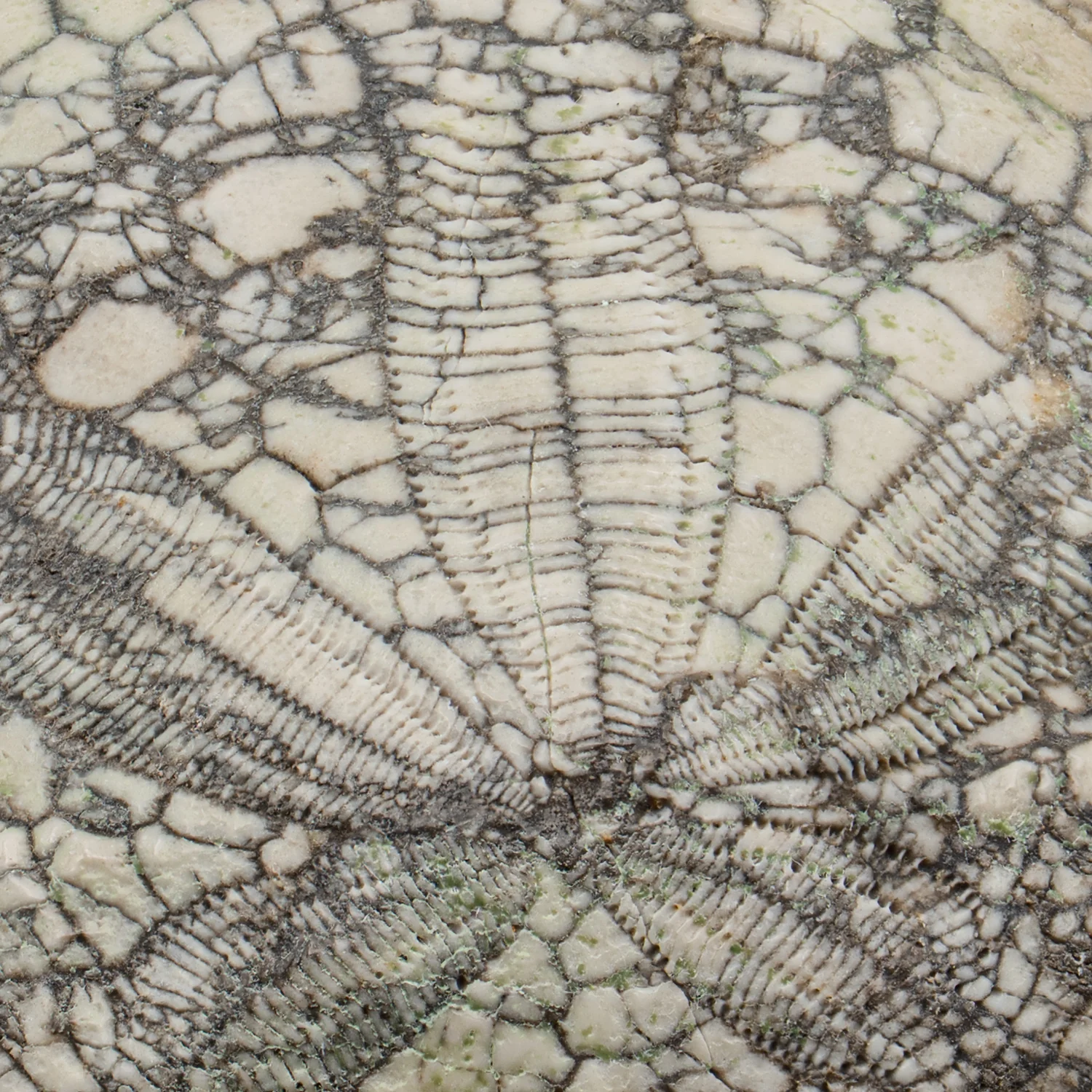 Dendraster Gibbsii - Fossilized Sand Dollar - 1.362" - Image 2