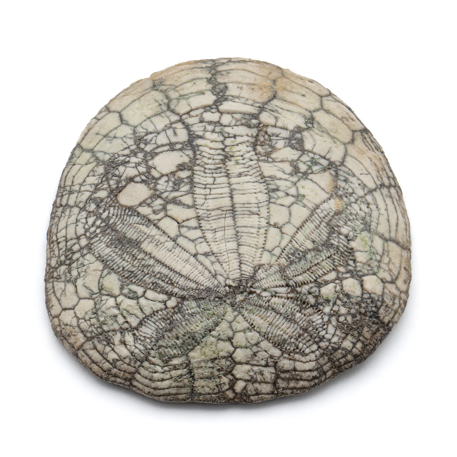 Dendraster Gibbsii - Fossilized Sand Dollar - 1.362" - Image 3