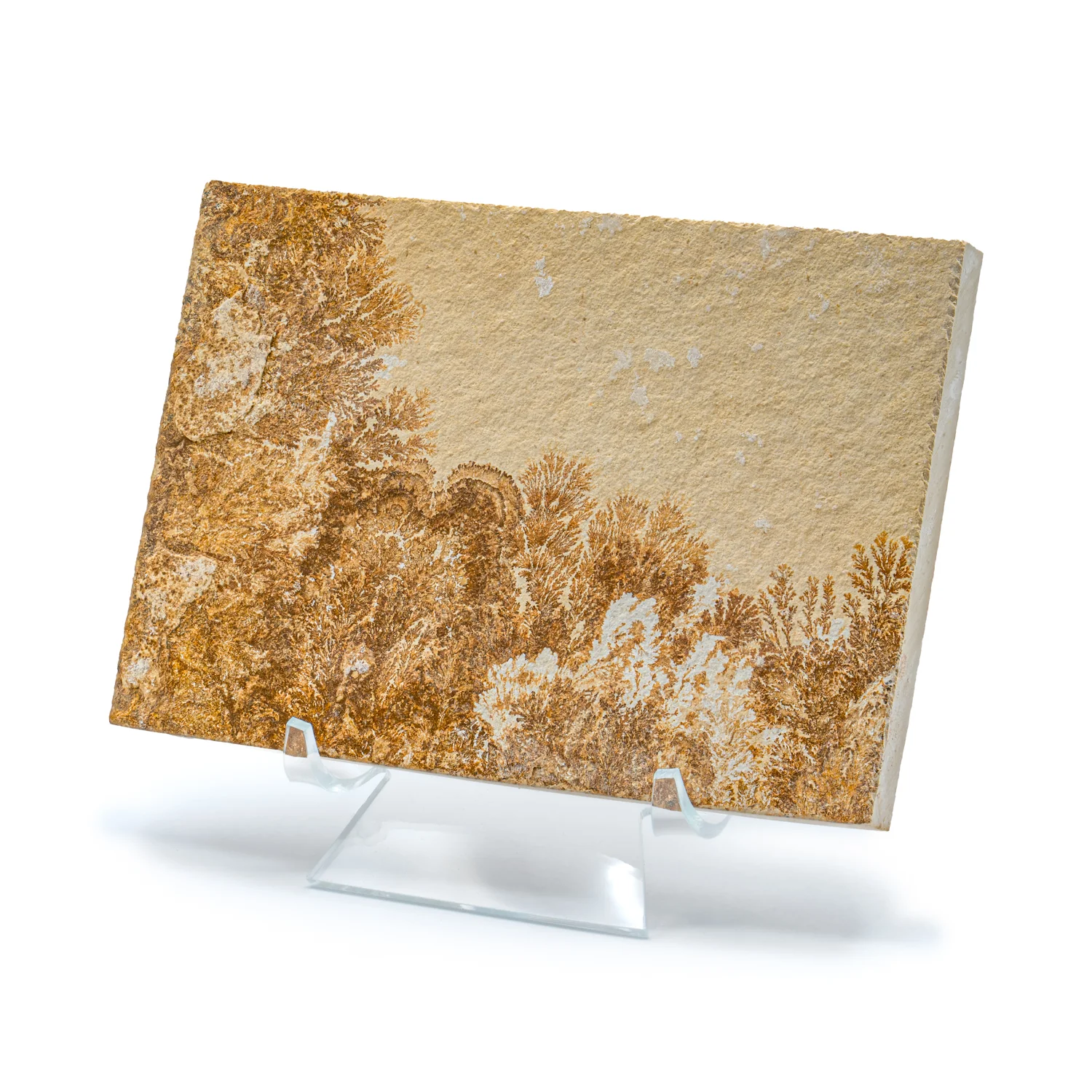Dendrite Crystal Portraits - Image 6