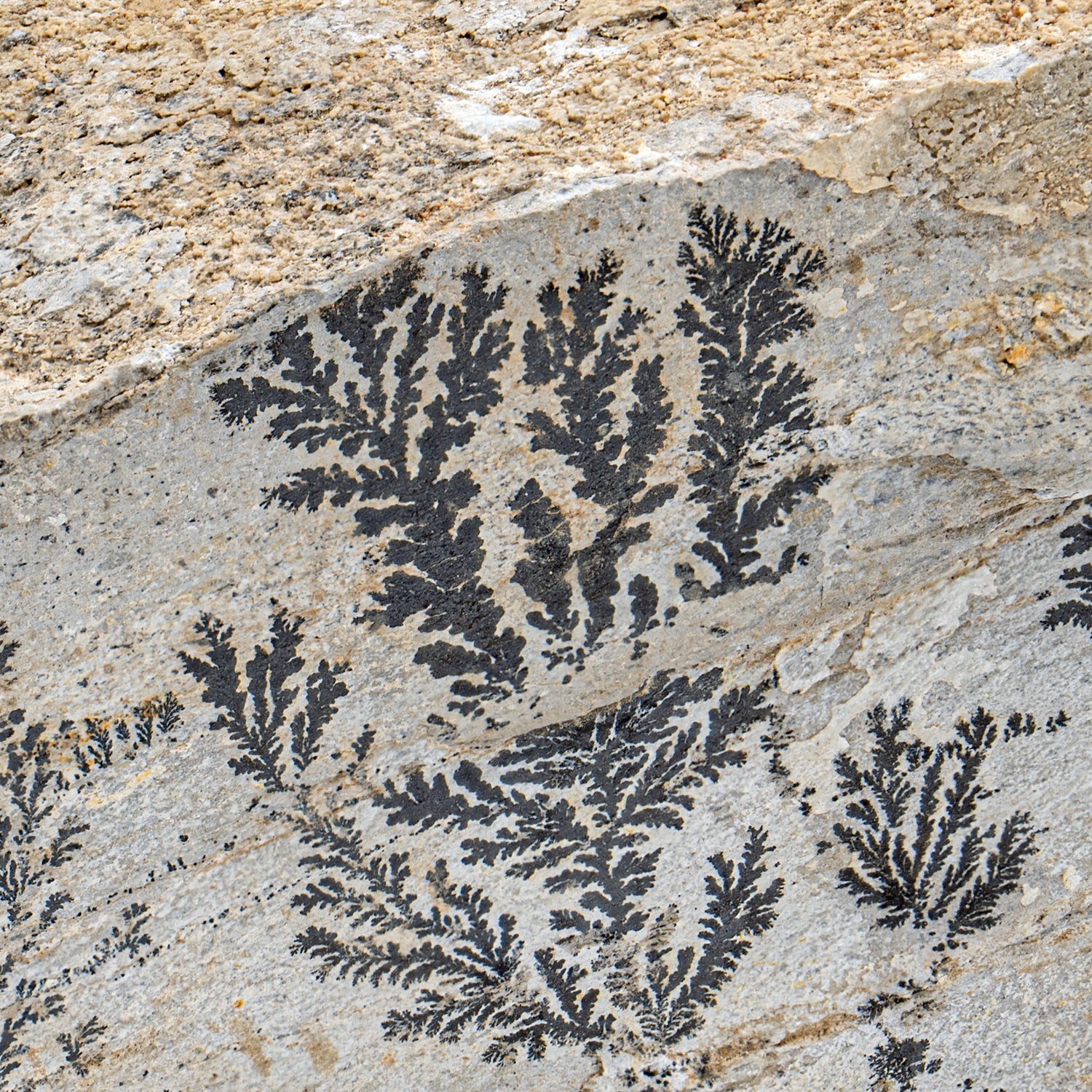 Dendrite Crystal Sandstone - SOLD 5.23" - Image 2