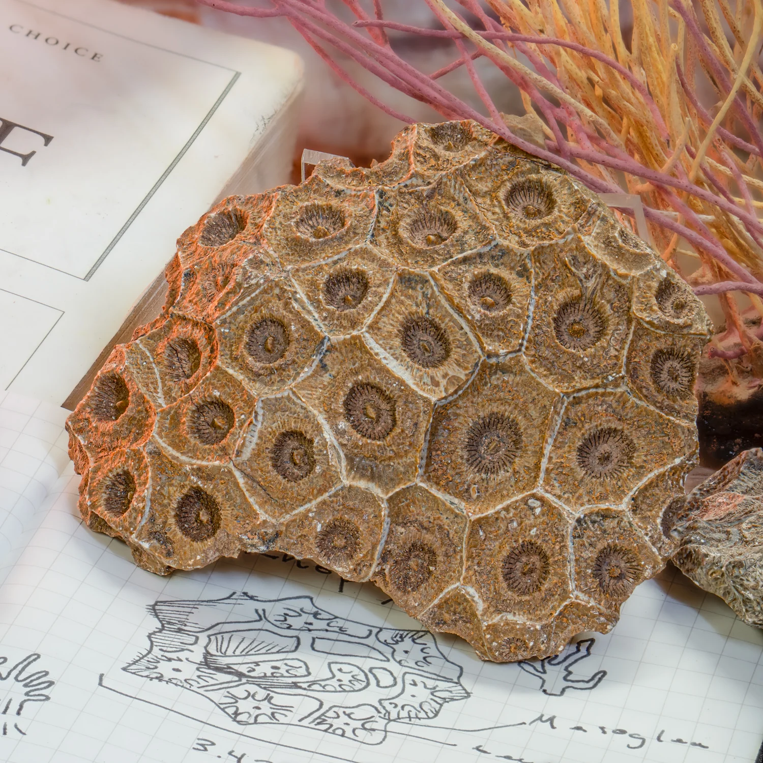 Devonian Fossil Coral