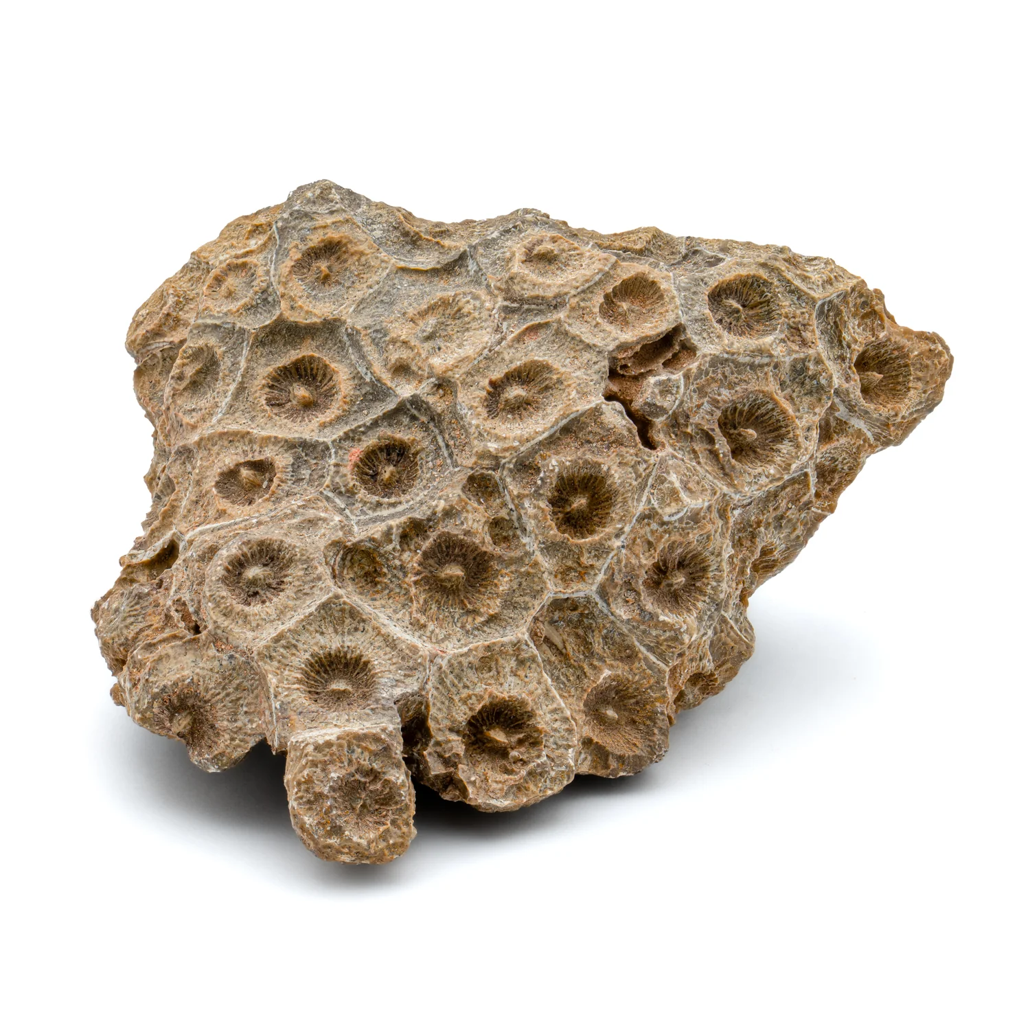 Devonian Fossil Coral - Image 2