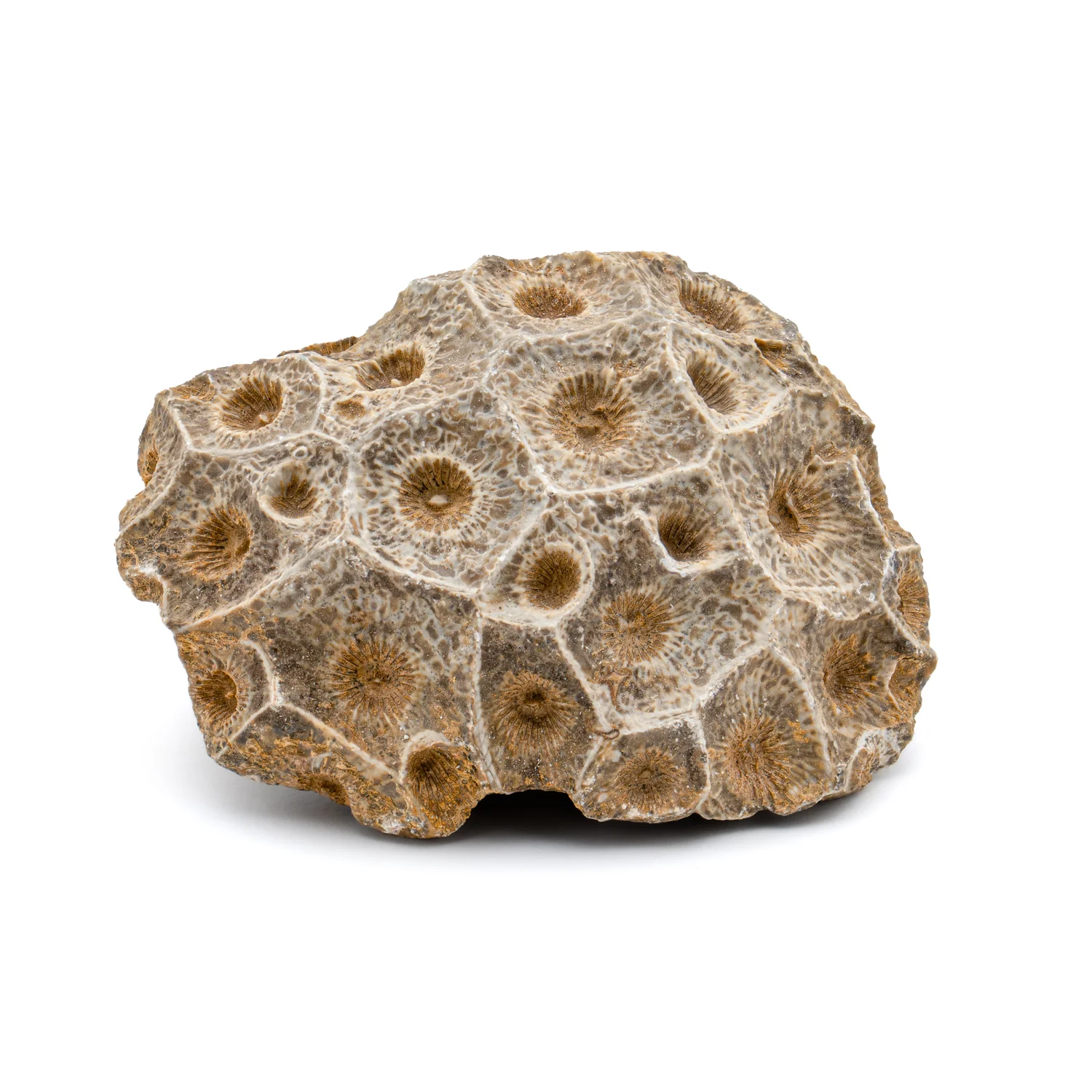 Devonian Fossil Coral - Image 3