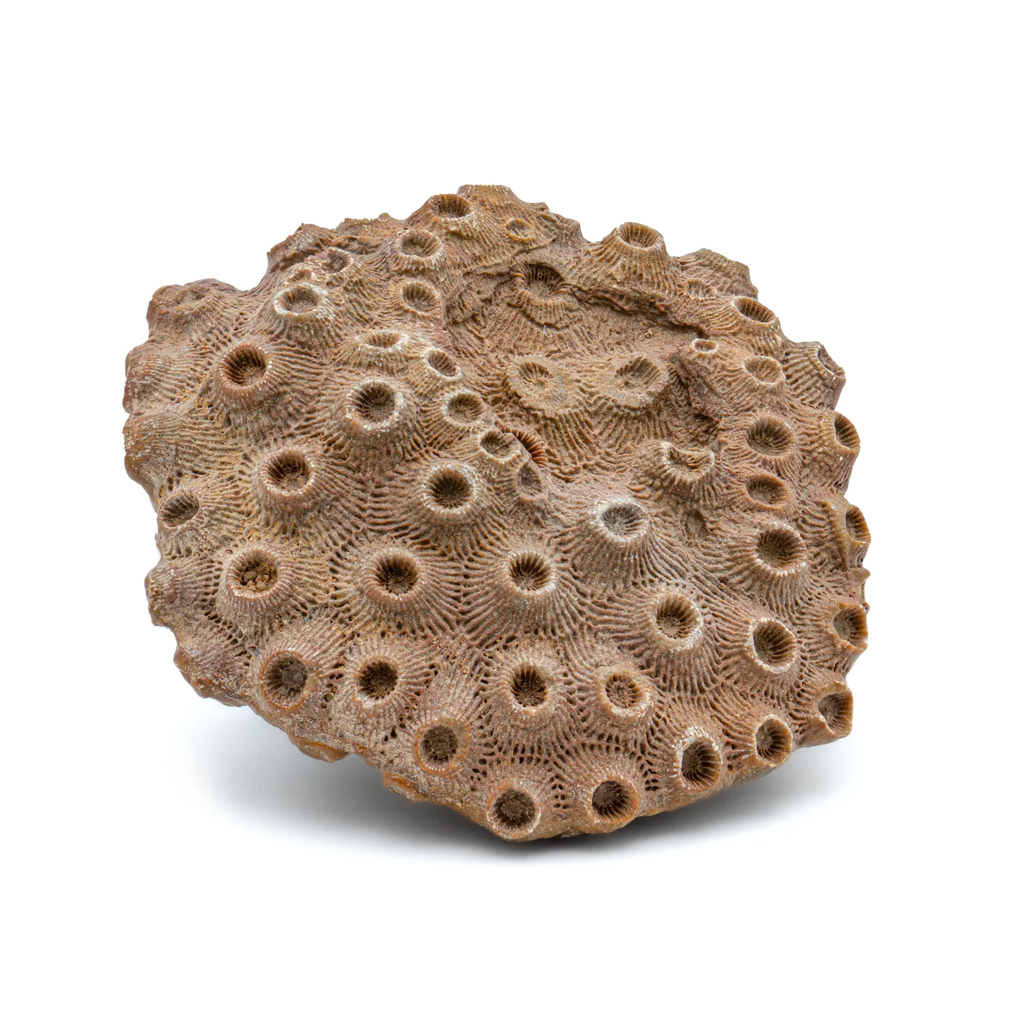 Devonian Fossil Coral - Image 4