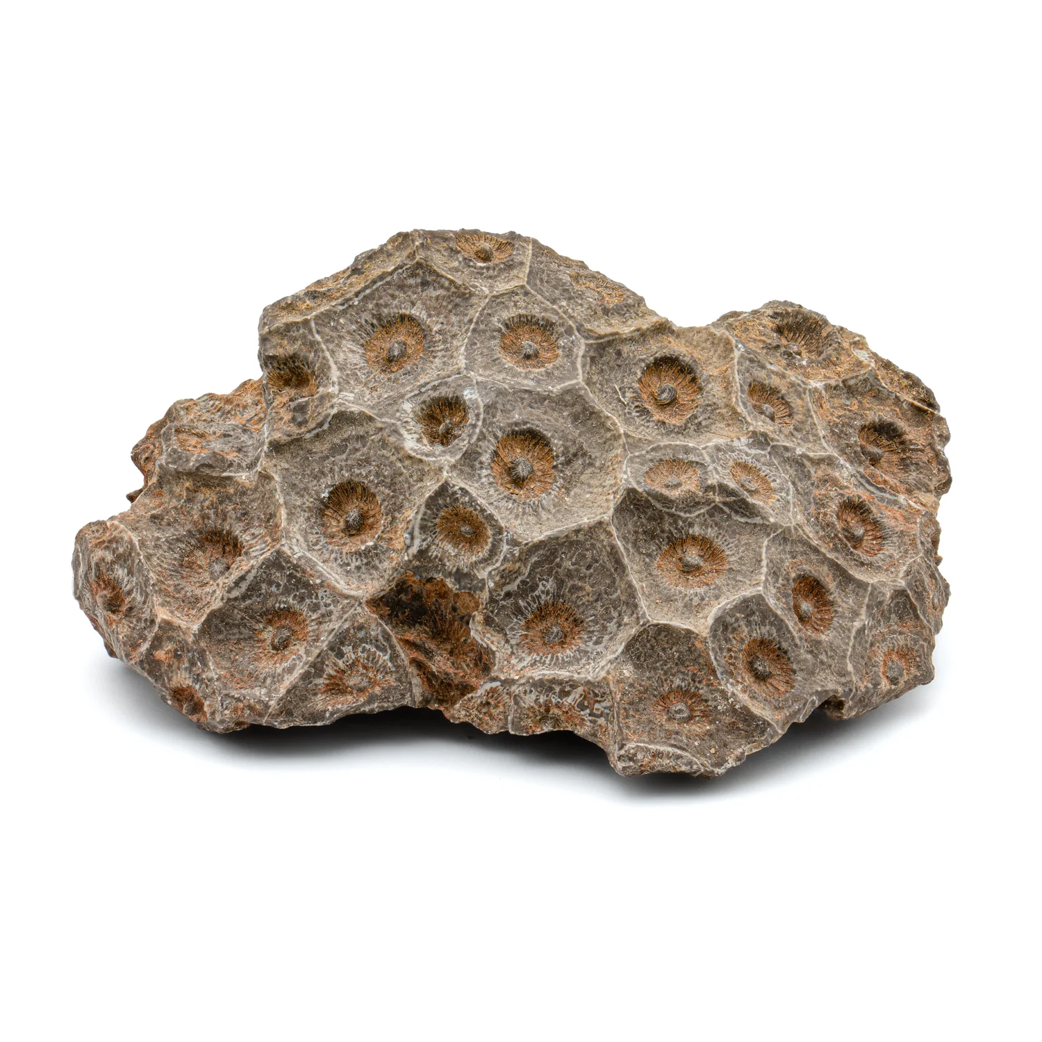 Devonian Fossil Coral - Image 5