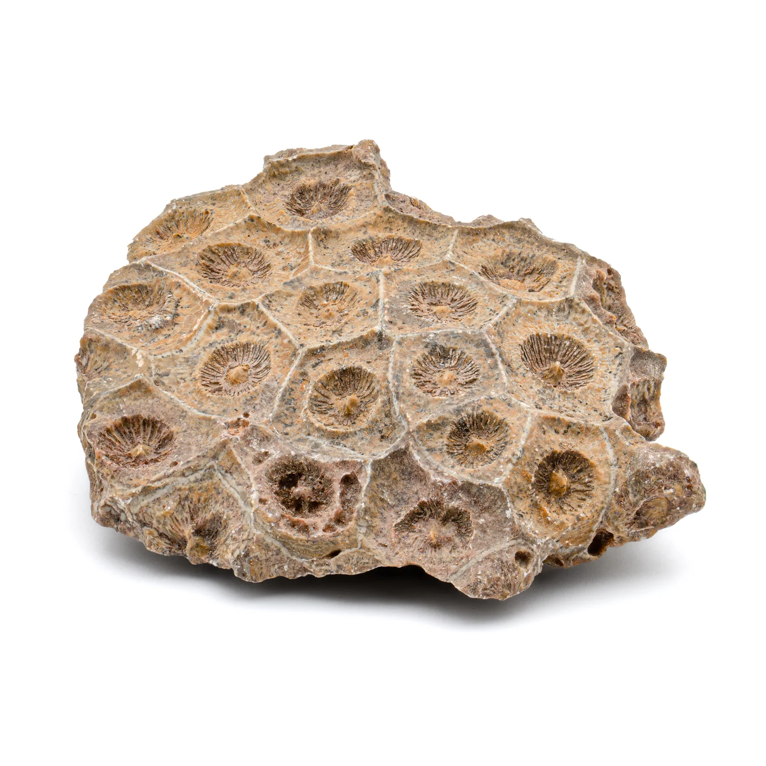 Devonian Fossil Coral - Image 6
