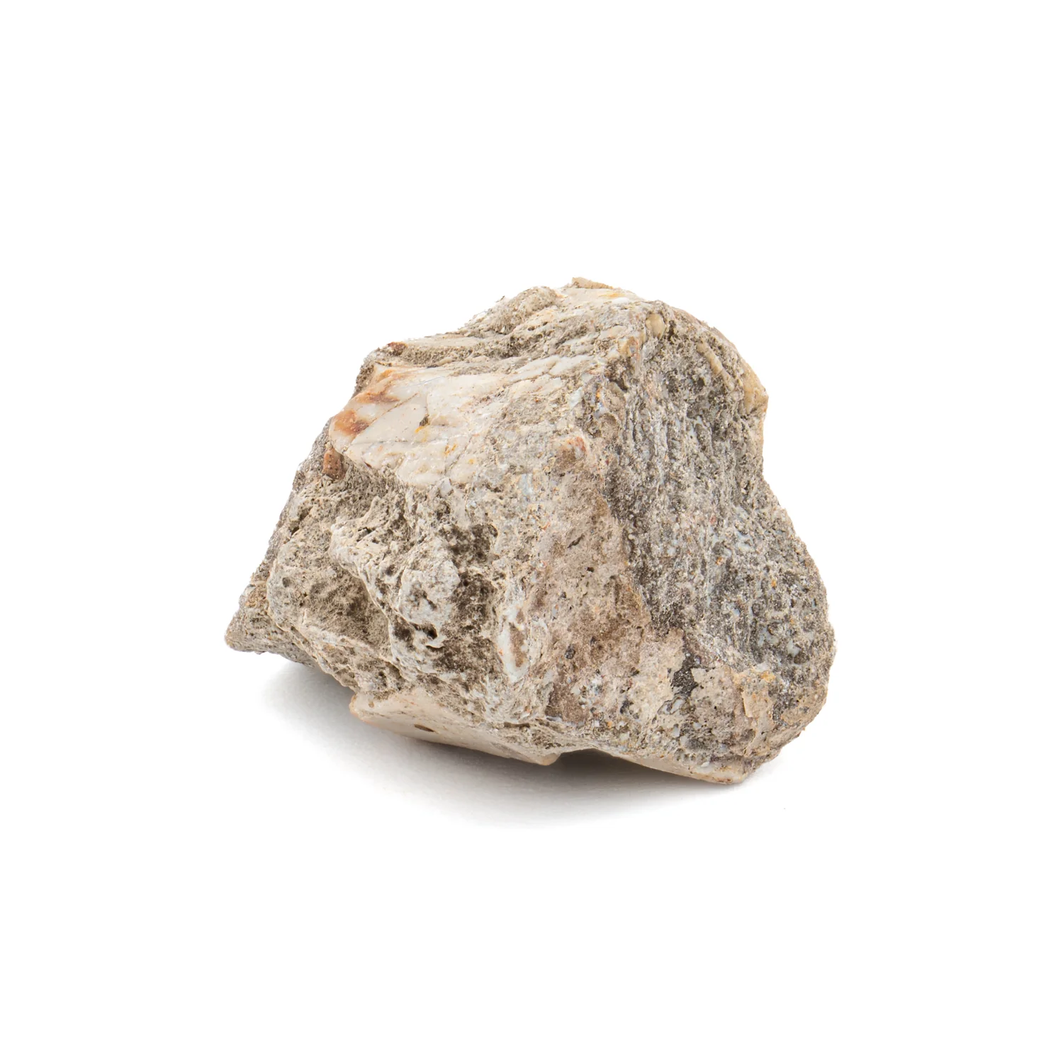 Dimetrodon SOLD 0.56" Neural Spine Fragment - Image 2