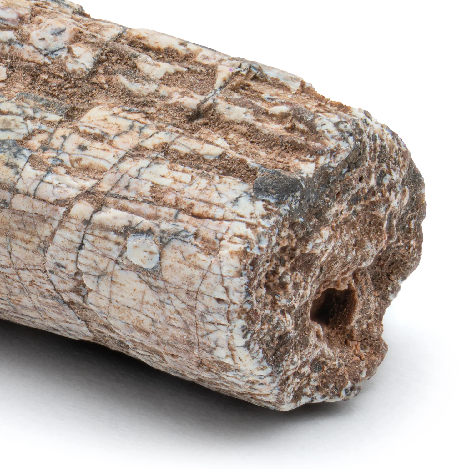 Dimetrodon SOLD 0.65" Neural Spine Fragment - Image 2