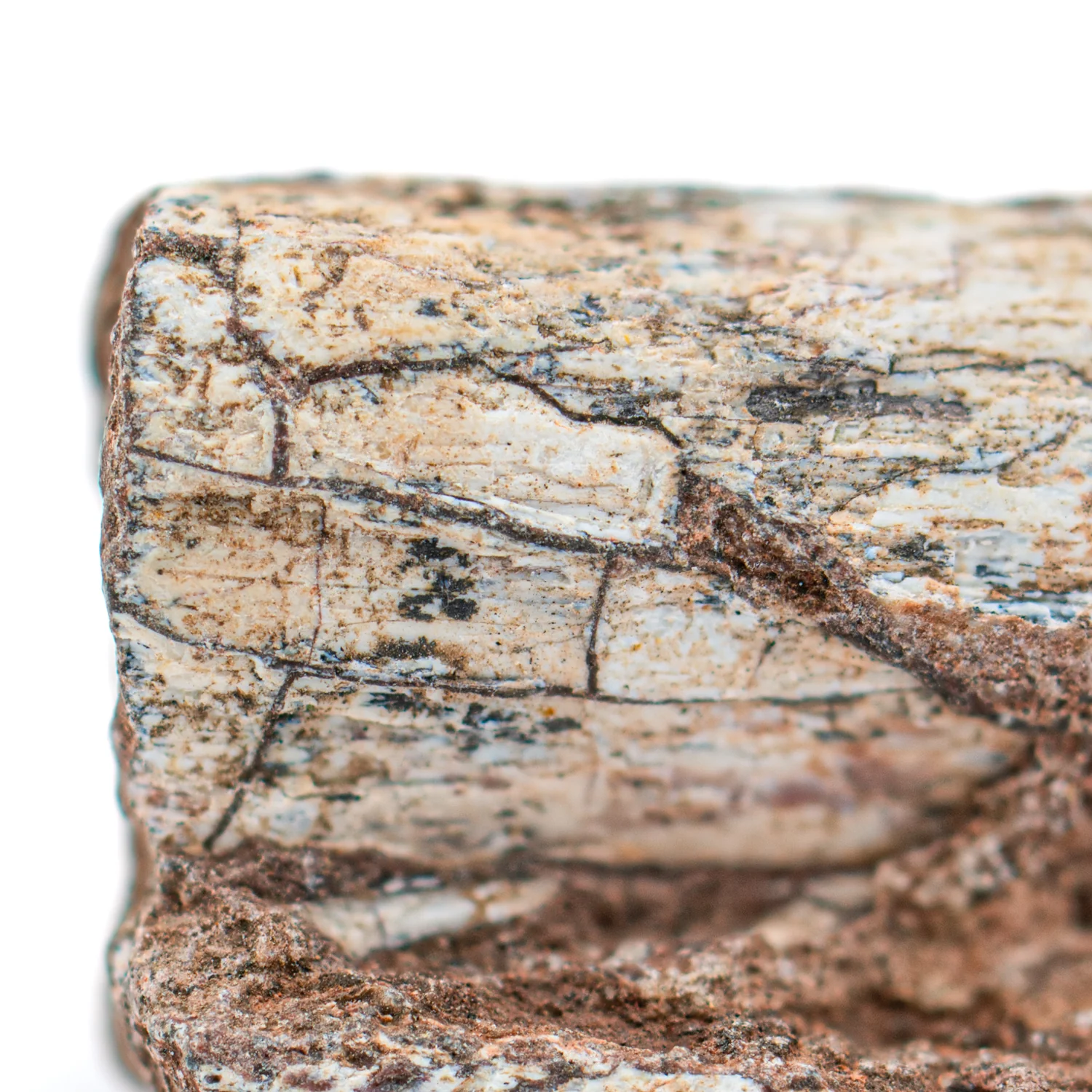 Dimetrodon SOLD 0.68" Neural Spine Fragment - Image 2