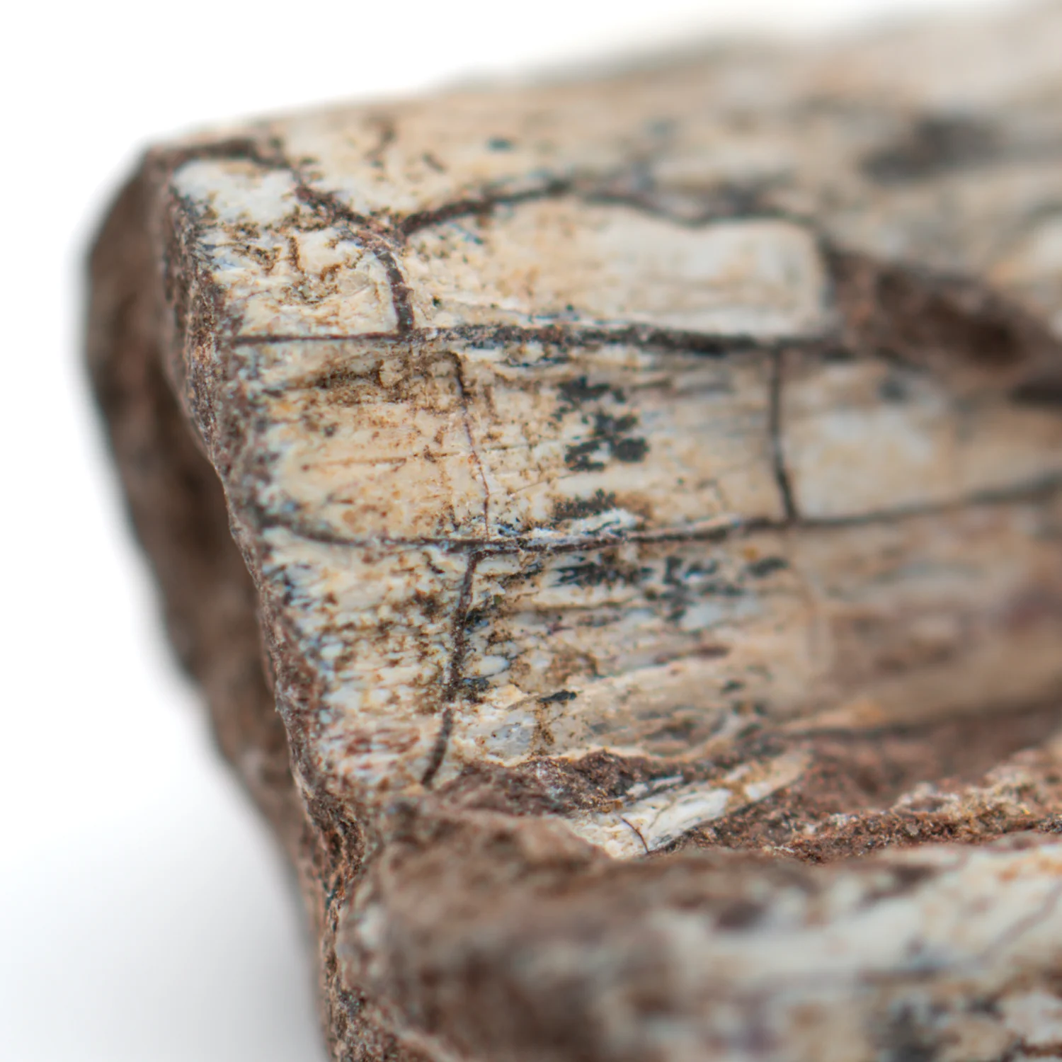 Dimetrodon SOLD 0.68" Neural Spine Fragment - Image 3