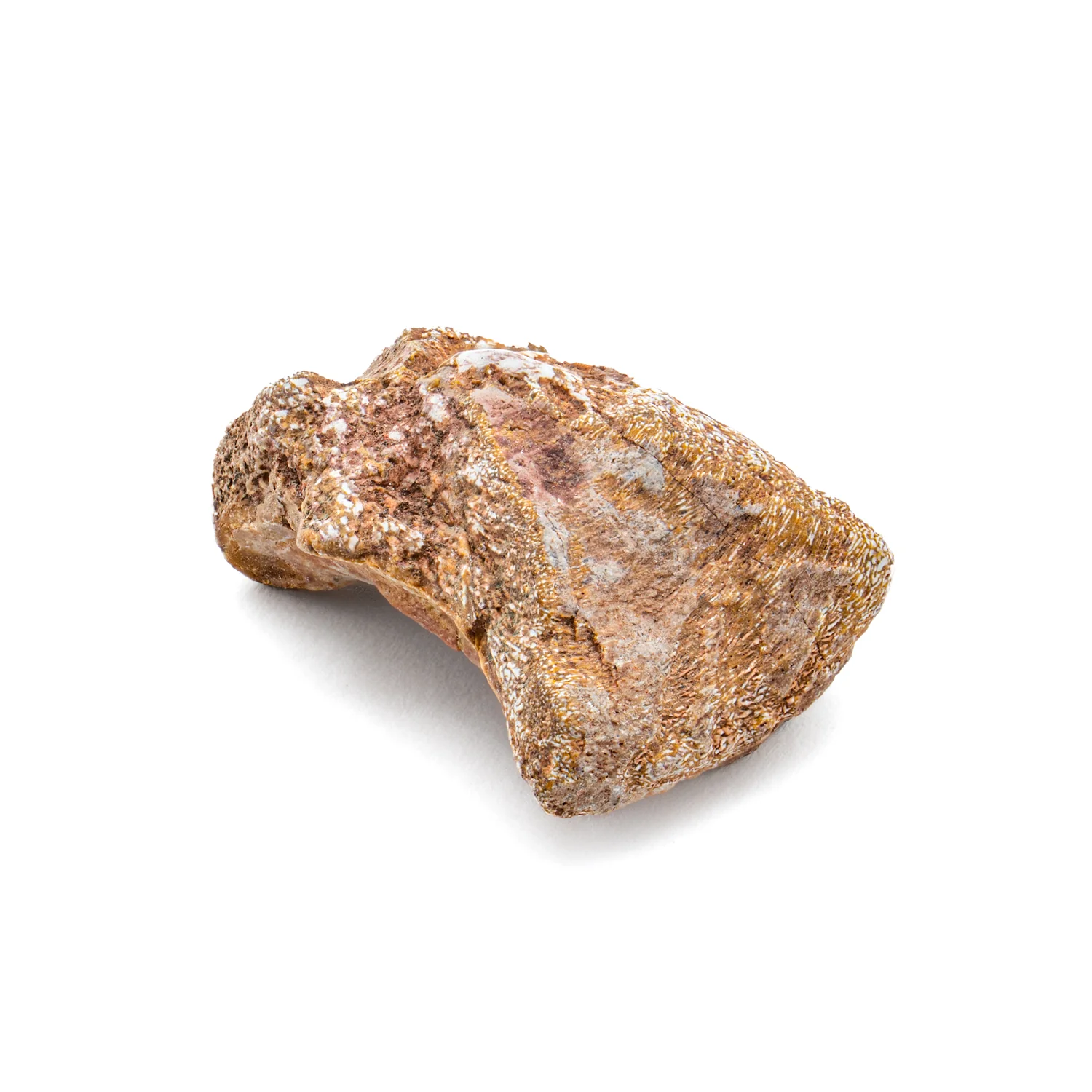 Dimetrodon SOLD 0.72" Neural Spine Fragment - Image 2