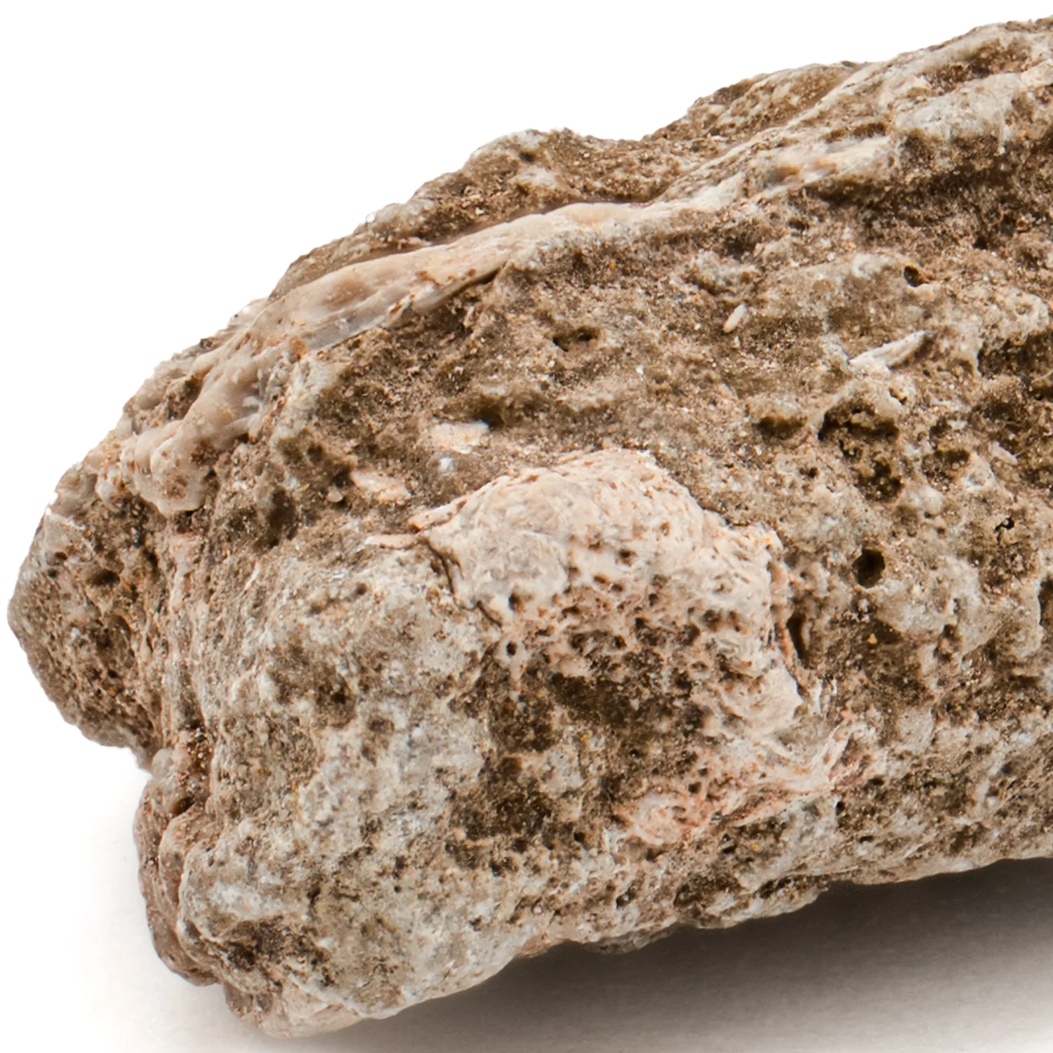 Dimetrodon SOLD 1.03" Neural Spine Fragment - Image 2