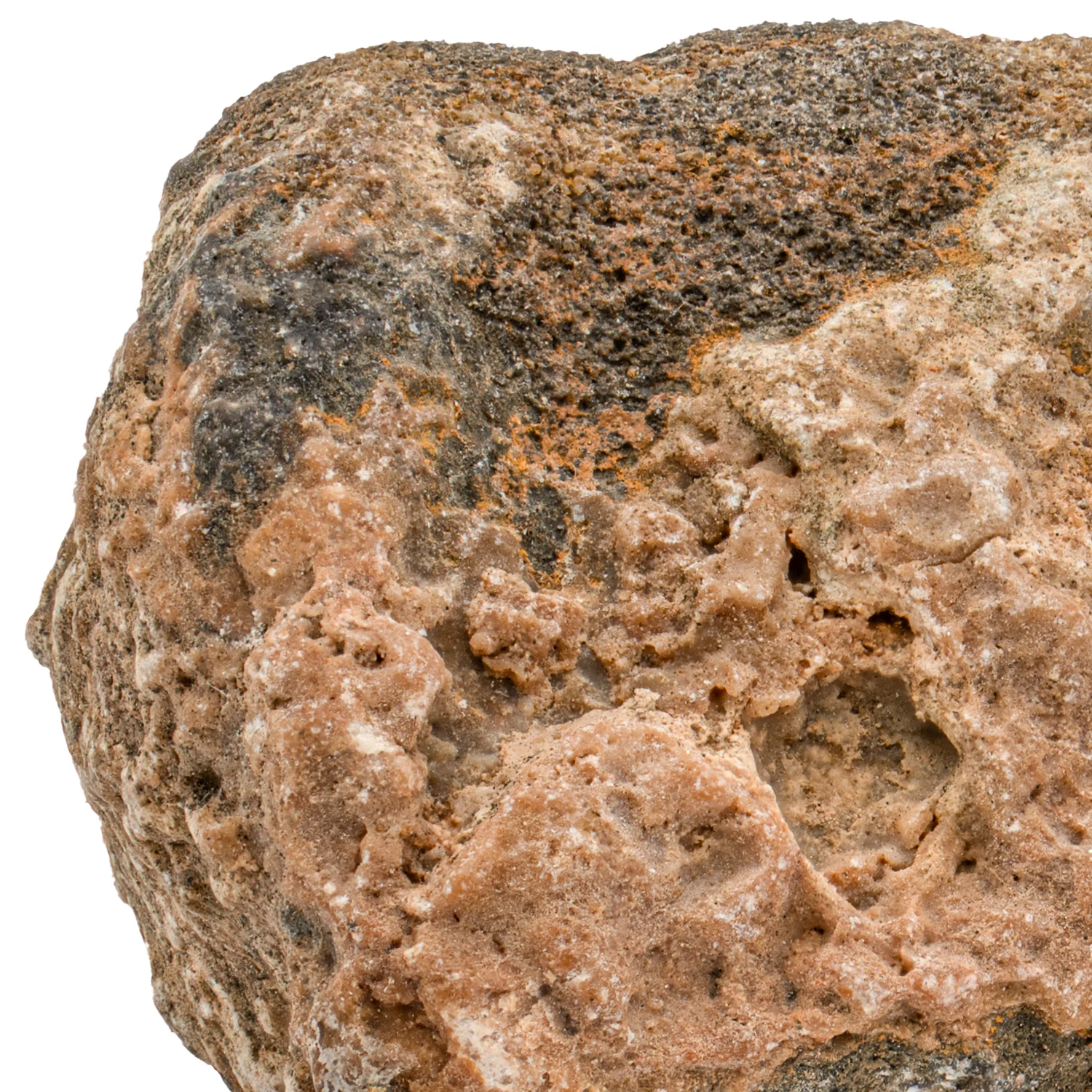 Dimetrodon SOLD 1.23" Neural Spine Fragment - Image 2