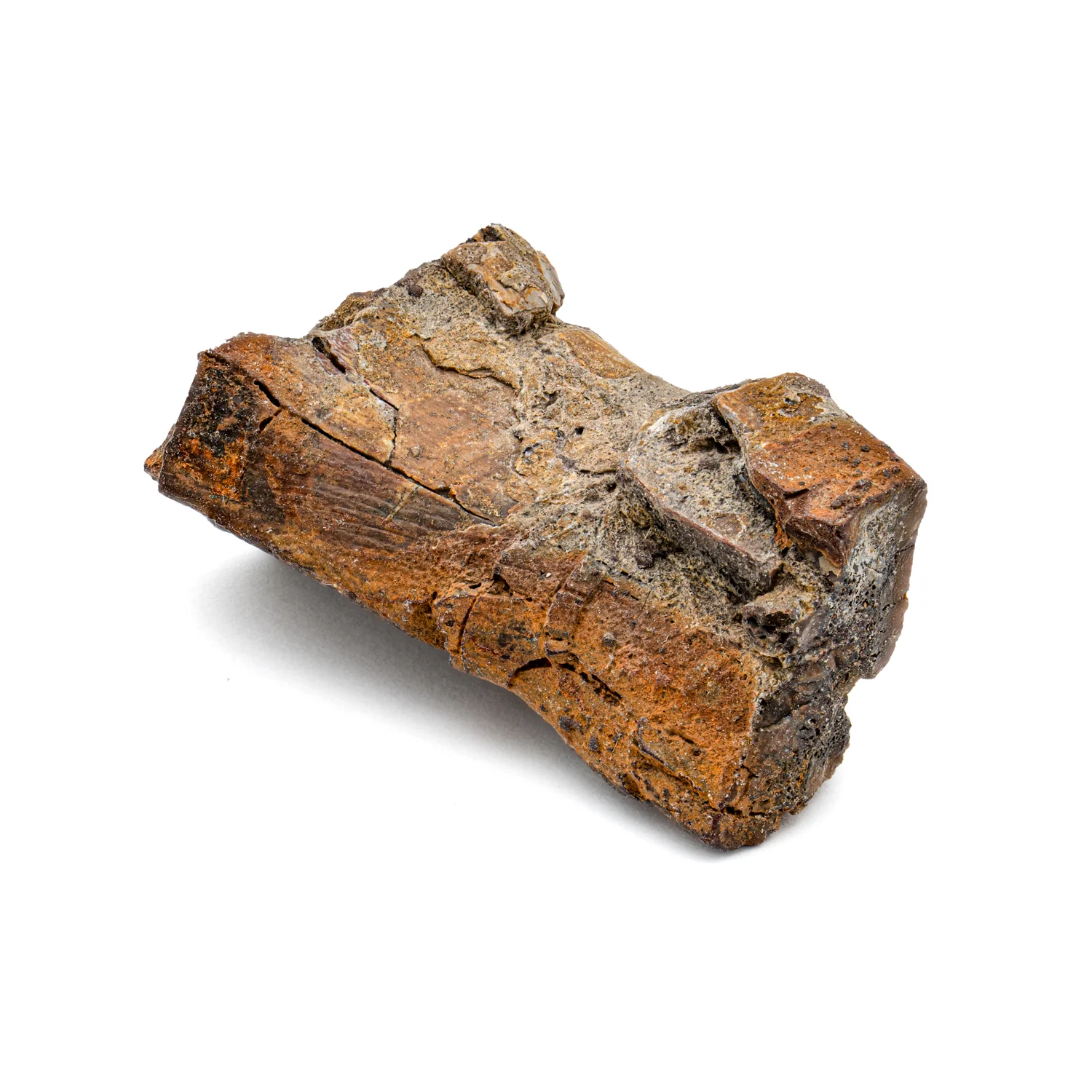 Dimetrodon SOLD 1.37" Neural Spine Fragment - Image 2