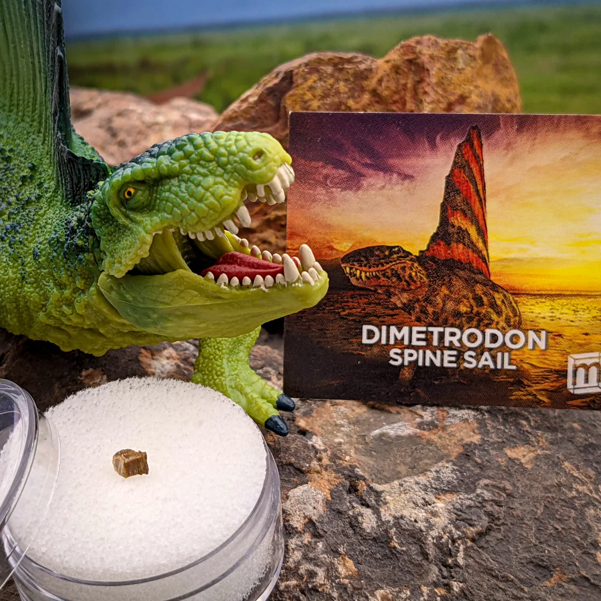 Dimetrodon Spine Sail Fragments - Image 3