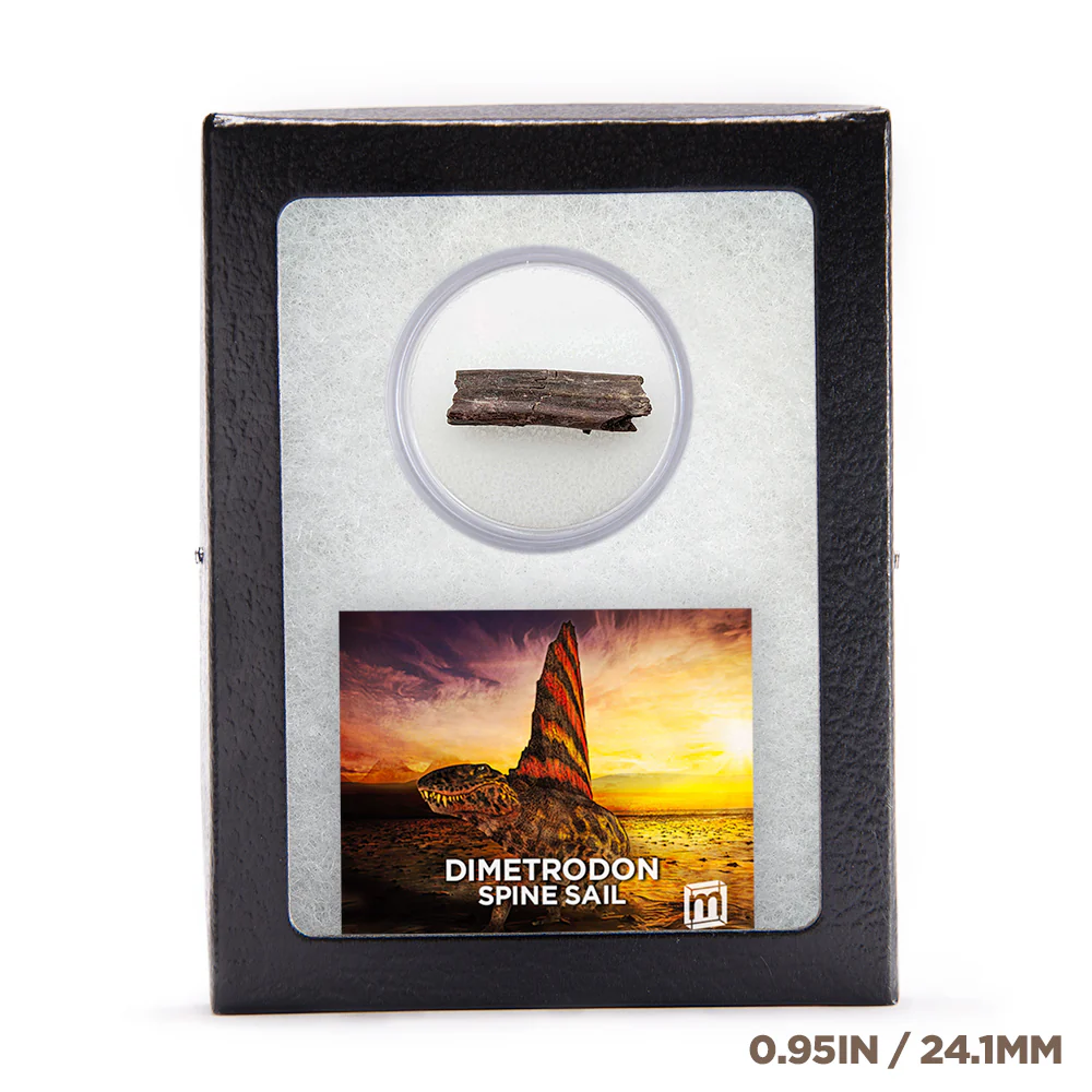 Dimetrodon Spine Sail Fragments - Image 4