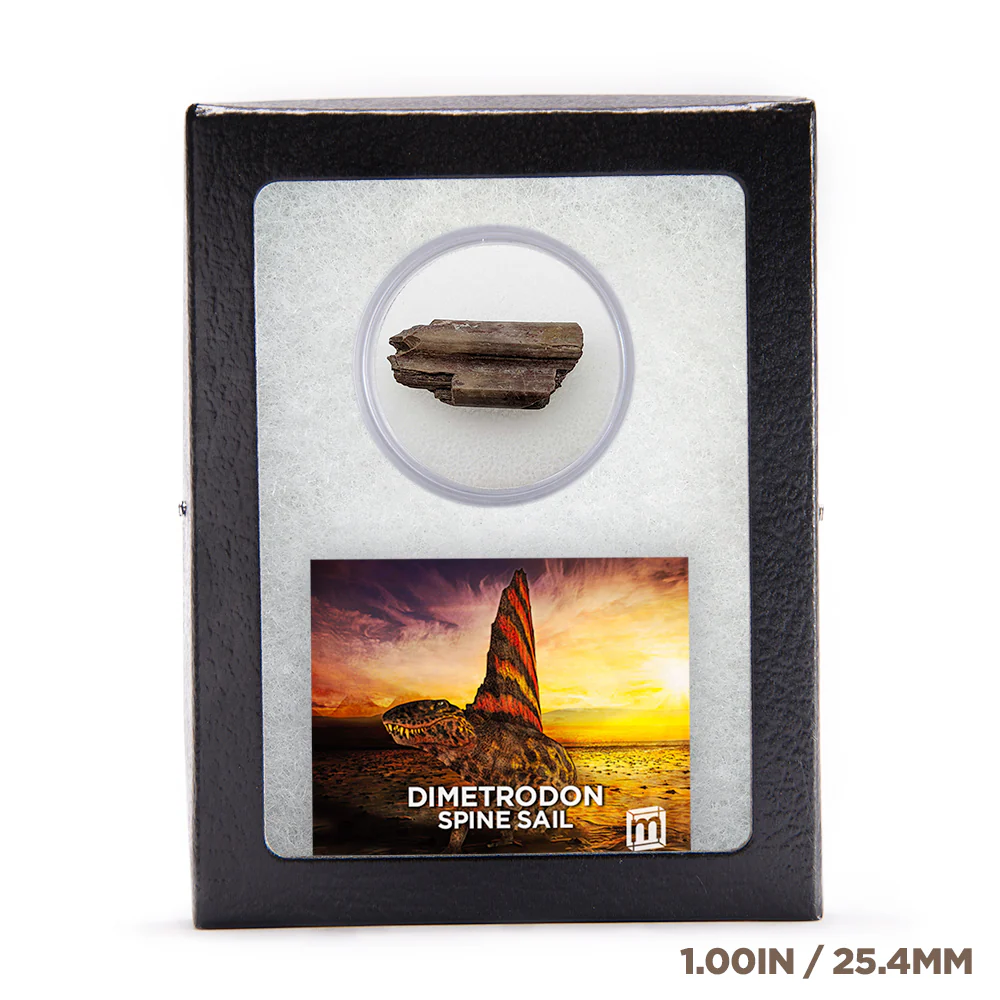 Dimetrodon Spine Sail Fragments - Image 5
