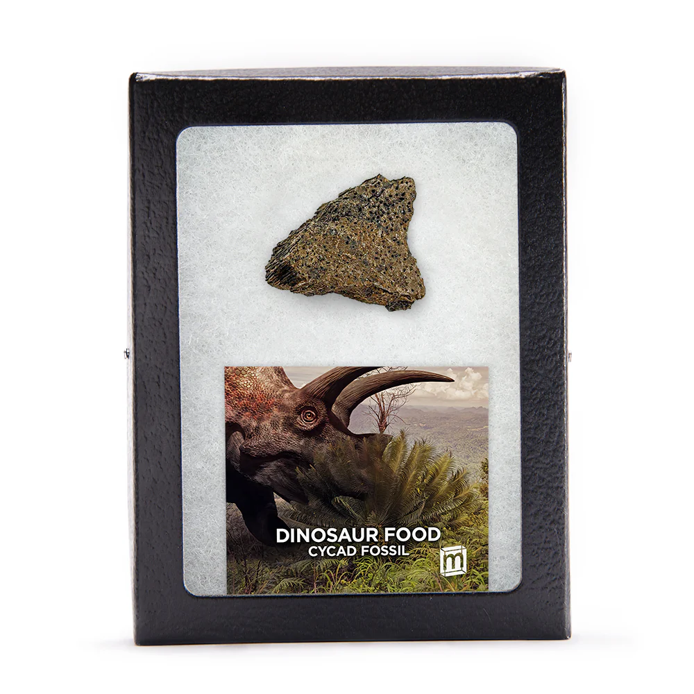 Dino Digestion Fossil Bundle - Image 2