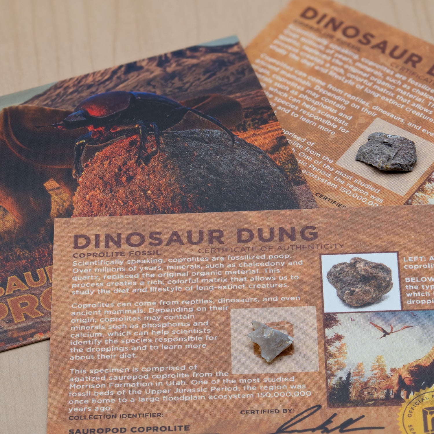 Dinosaur Dung - Card Display - Authentic Fossil Poop - Image 2