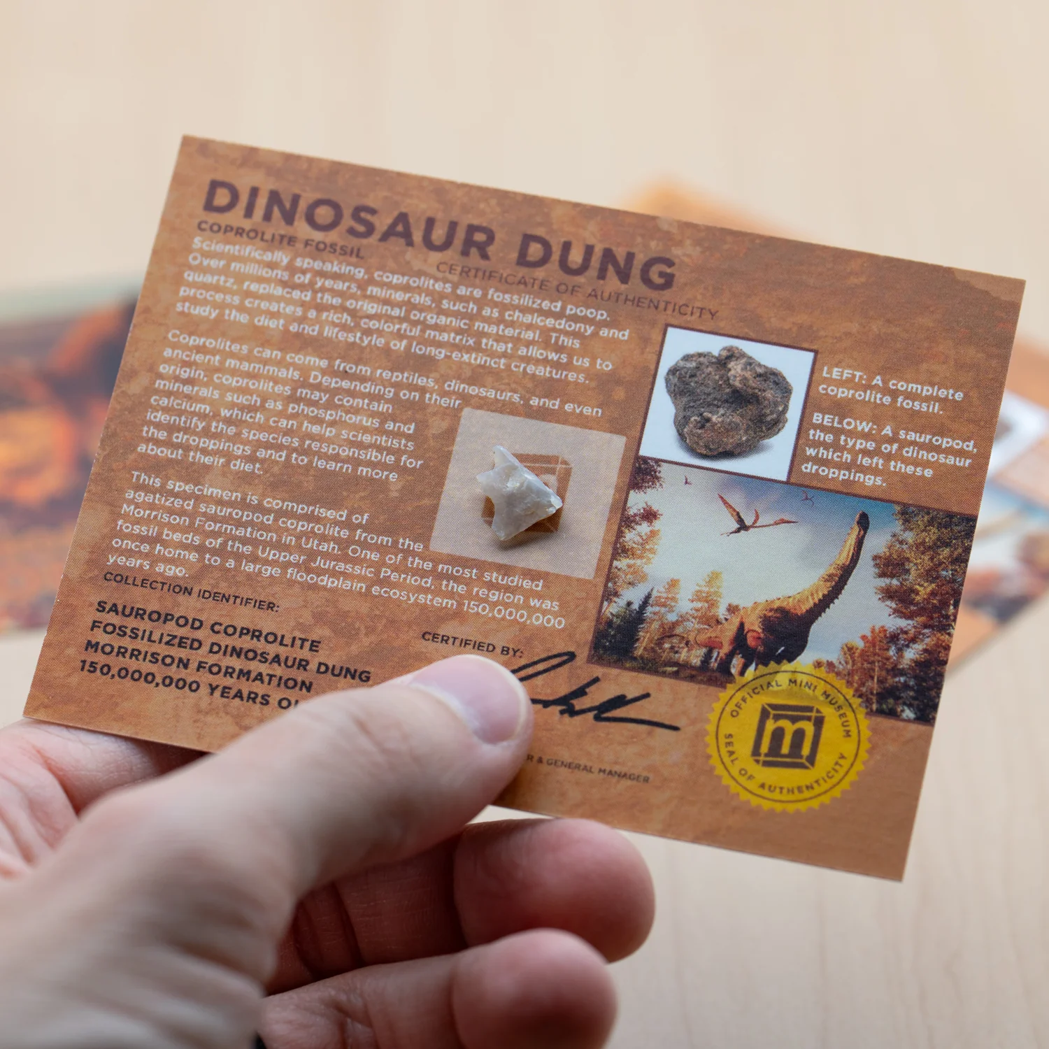 Dinosaur Dung - Card Display - Authentic Fossil Poop - Image 4
