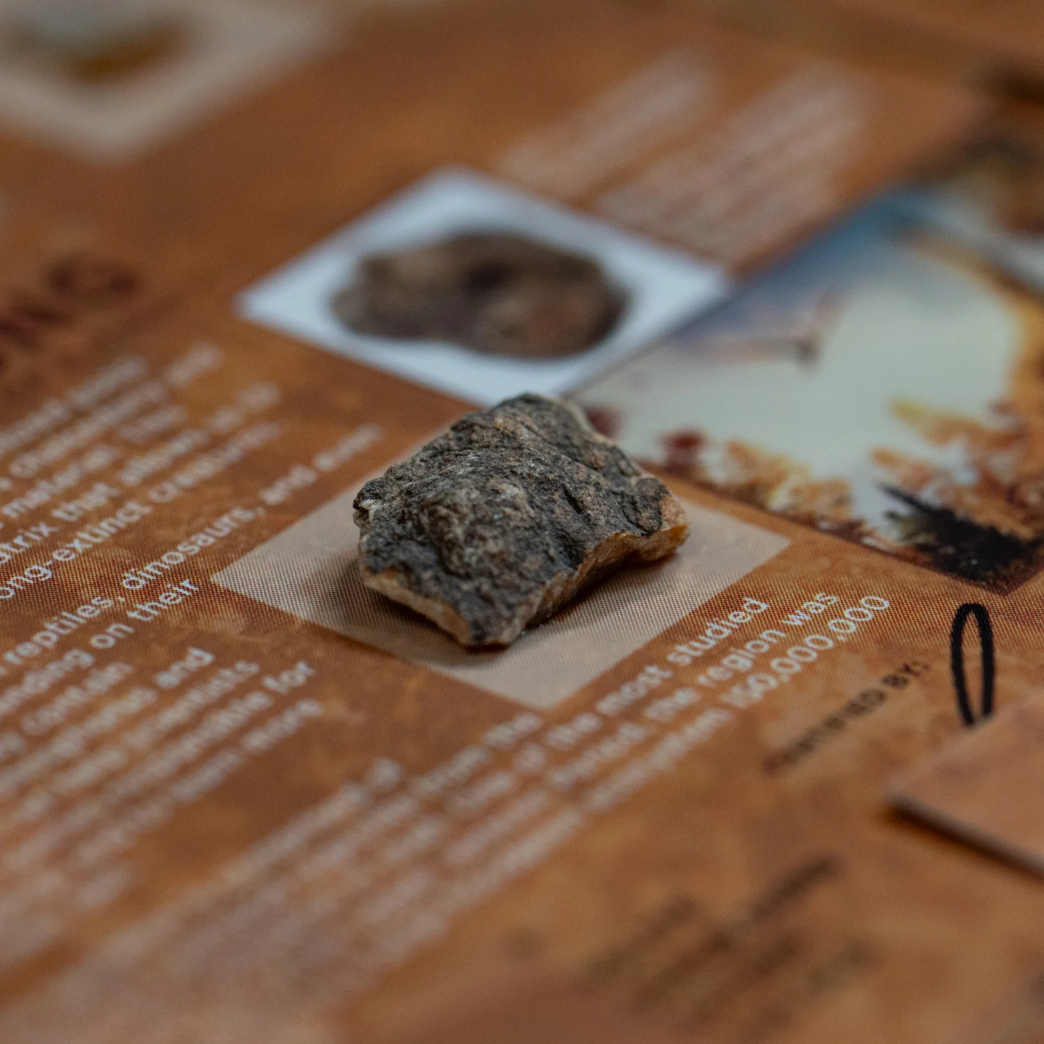 Dinosaur Dung - Card Display - Authentic Fossil Poop - Image 5