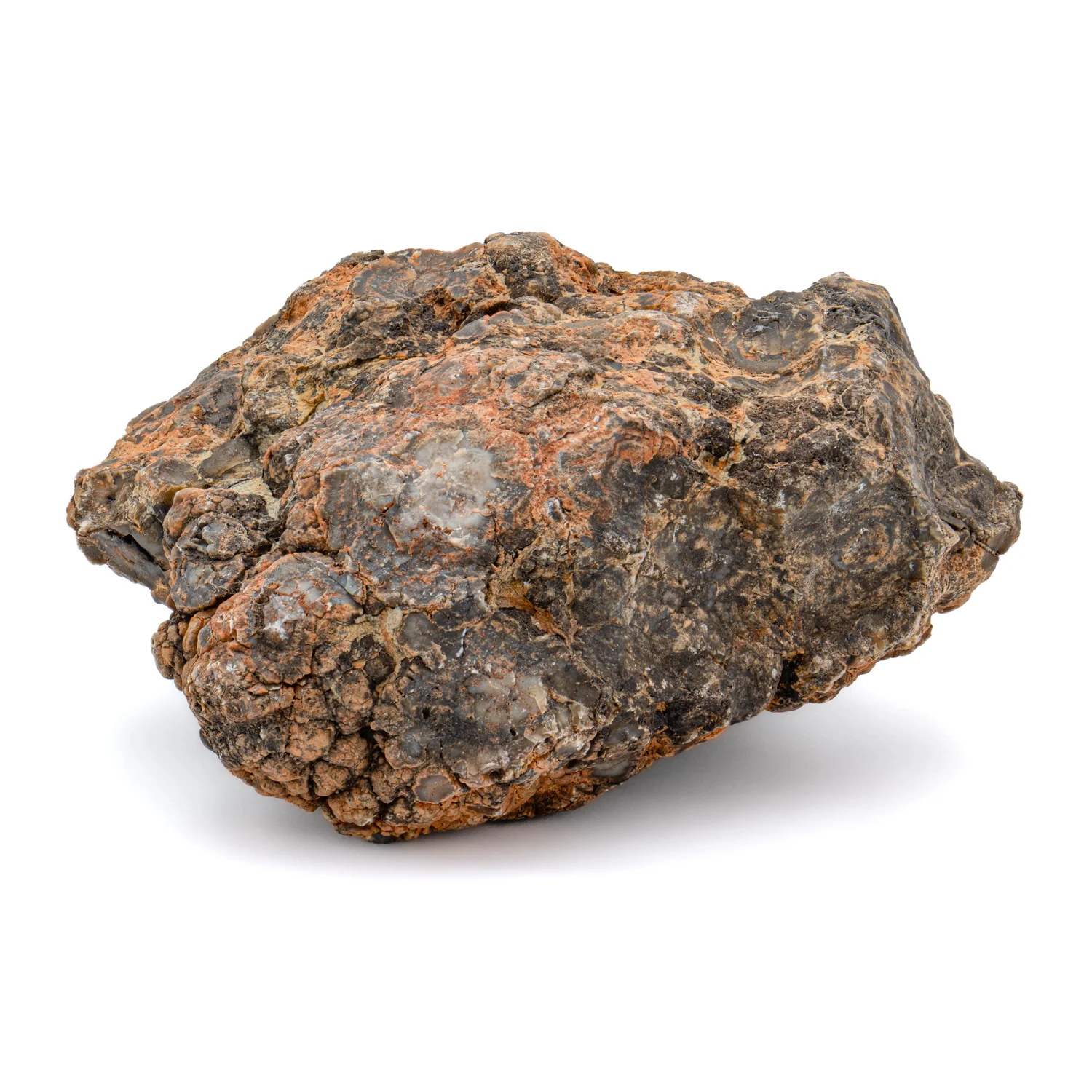 Dinosaur Dung (Coprolite) - SOLD 1.5 lb 13.25" CIRCUMFERENCE - Image 3