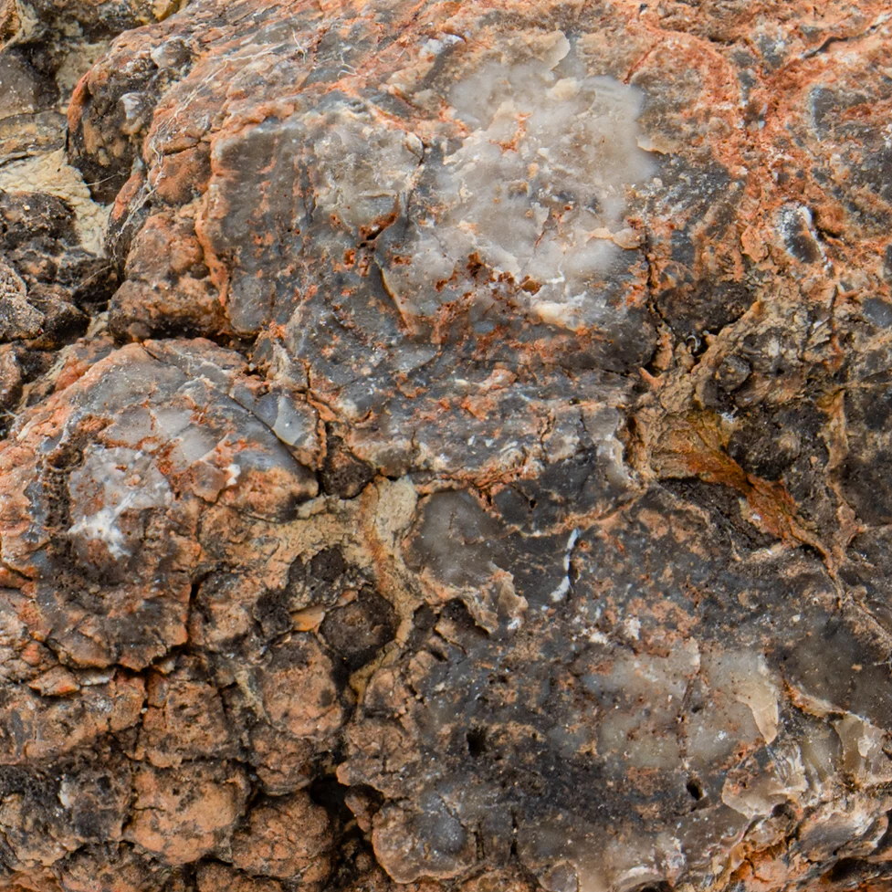 Dinosaur Dung (Coprolite) - SOLD 1.5 lb 13.25" CIRCUMFERENCE - Image 4