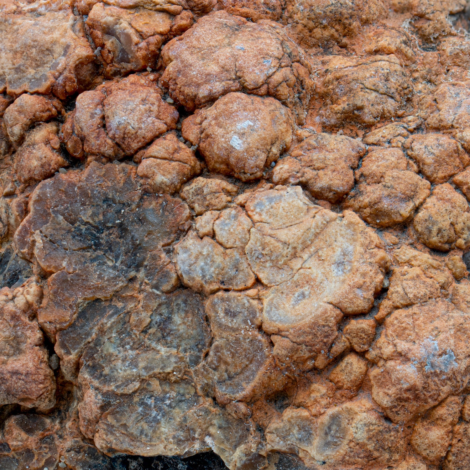 Dinosaur Dung (Coprolite) - SOLD 6.4 lb 19" CIRCUMFERENCE - Image 2