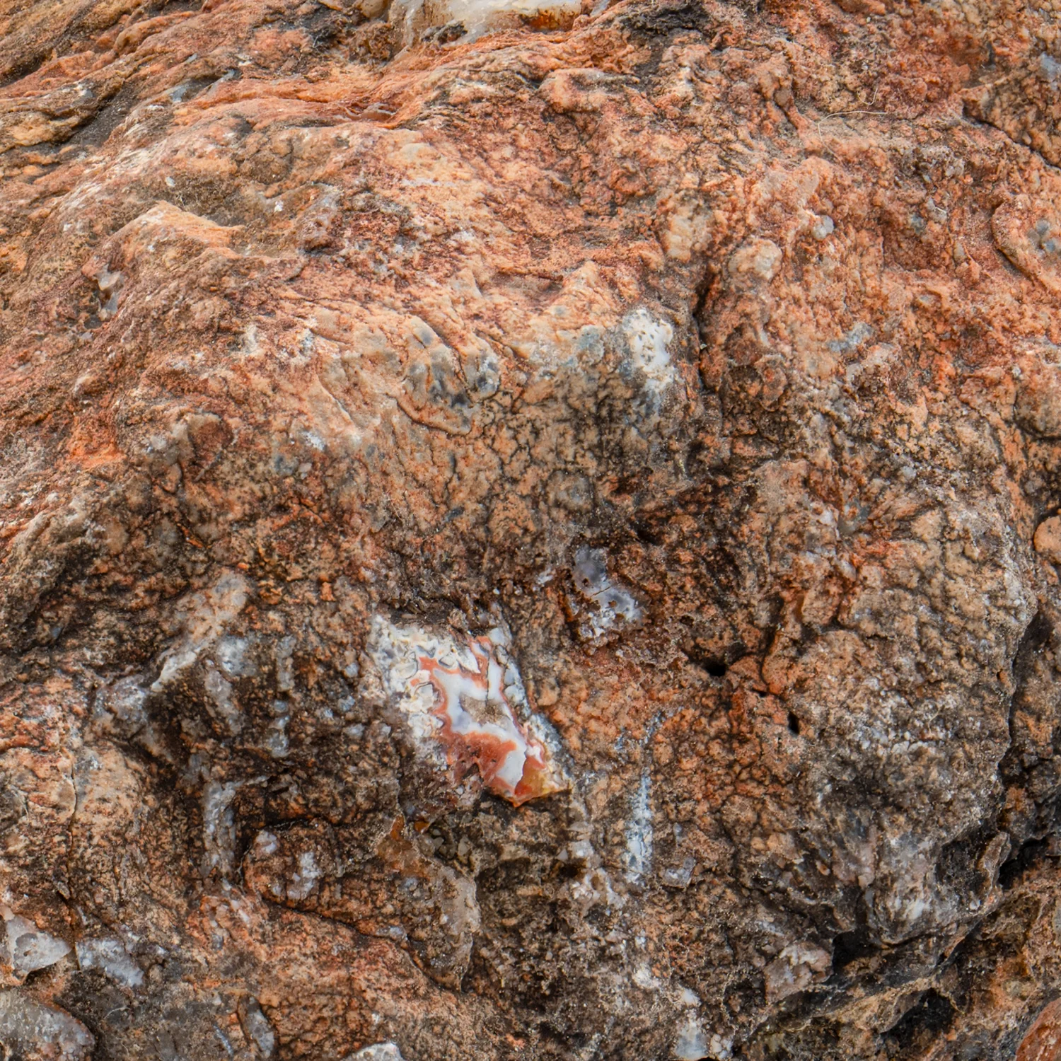 Dinosaur Dung (Coprolite) - SOLD 2.25 lb 15.7" CIRCUMFERENCE - Image 2