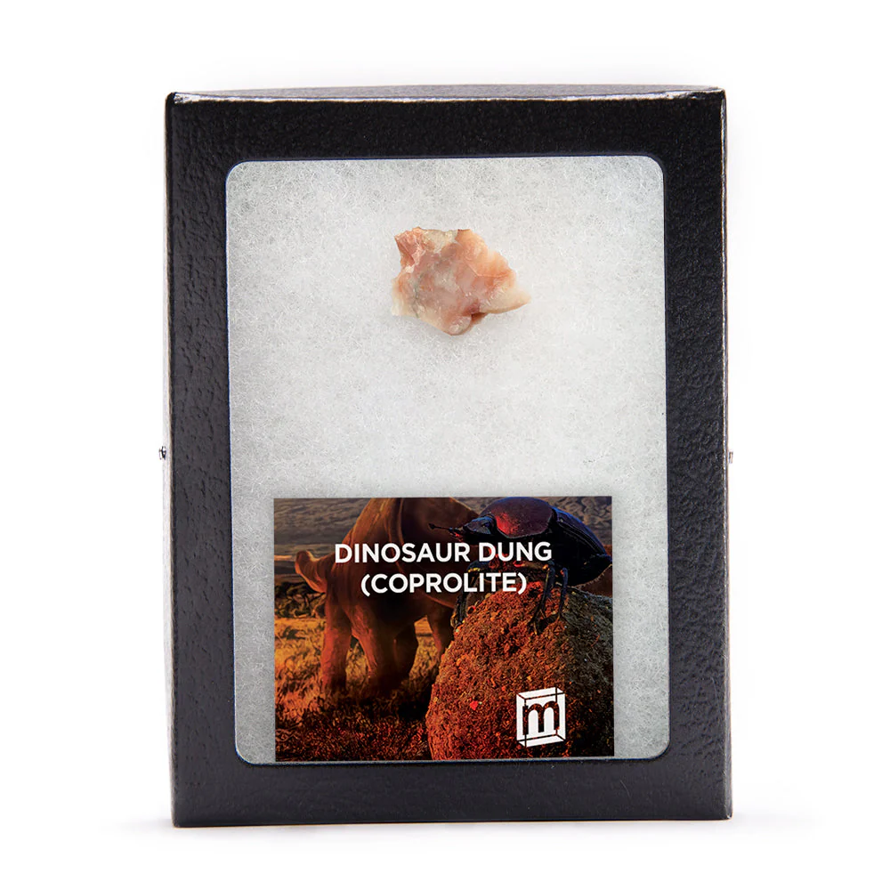 Dinosaur Dung (Coprolite) - Classic Riker Box Specimen - Image 3