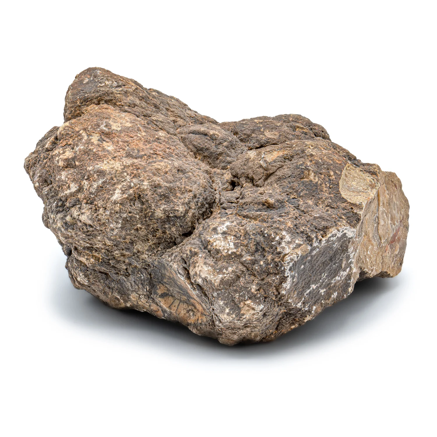 Dinosaur Dung (Coprolite) - SOLD 5.1 LB 18" CIRCUMFERENCE - Image 4