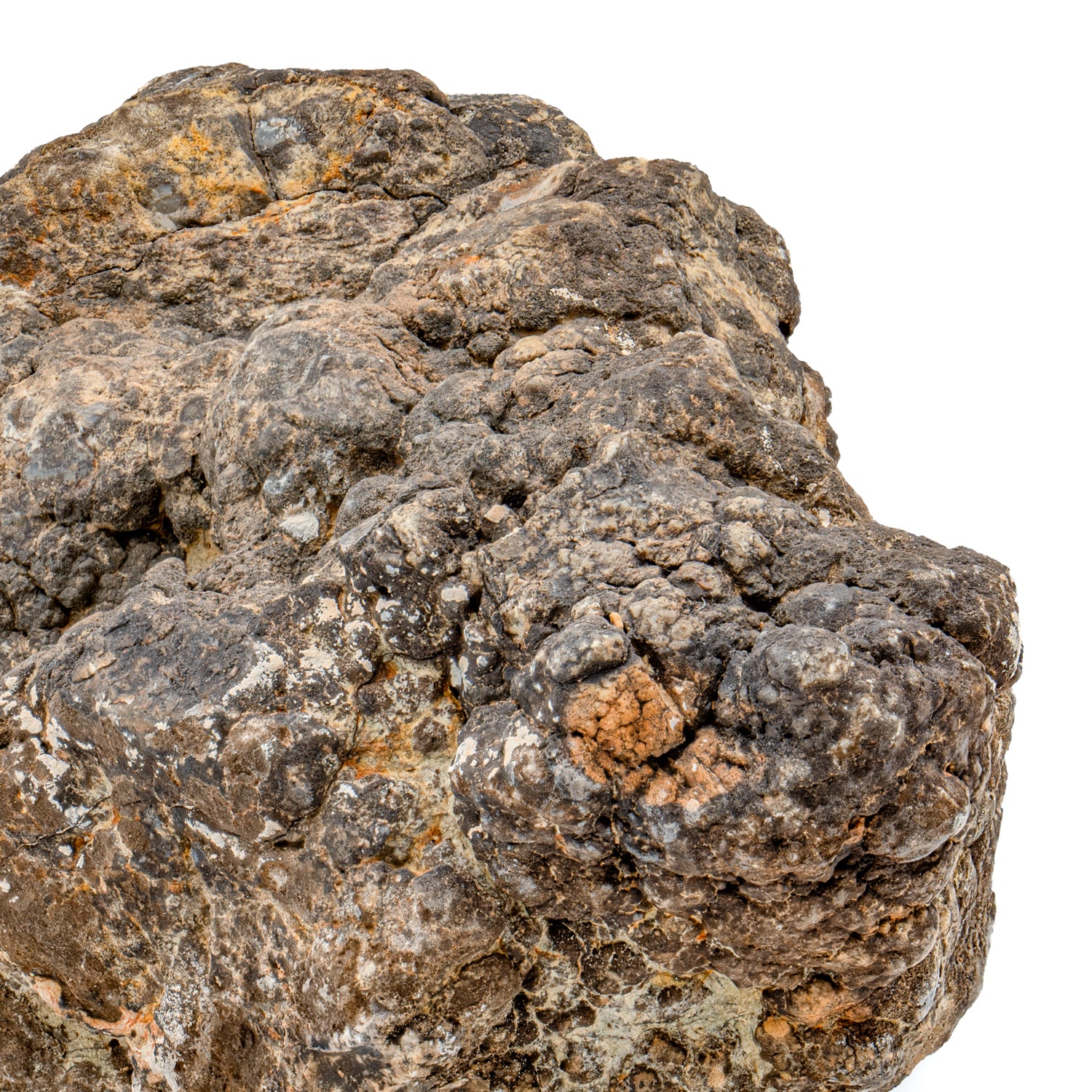 Dinosaur Dung (Coprolite) - SOLD 5.8 lb 23" CIRCUMFERENCE - Image 3