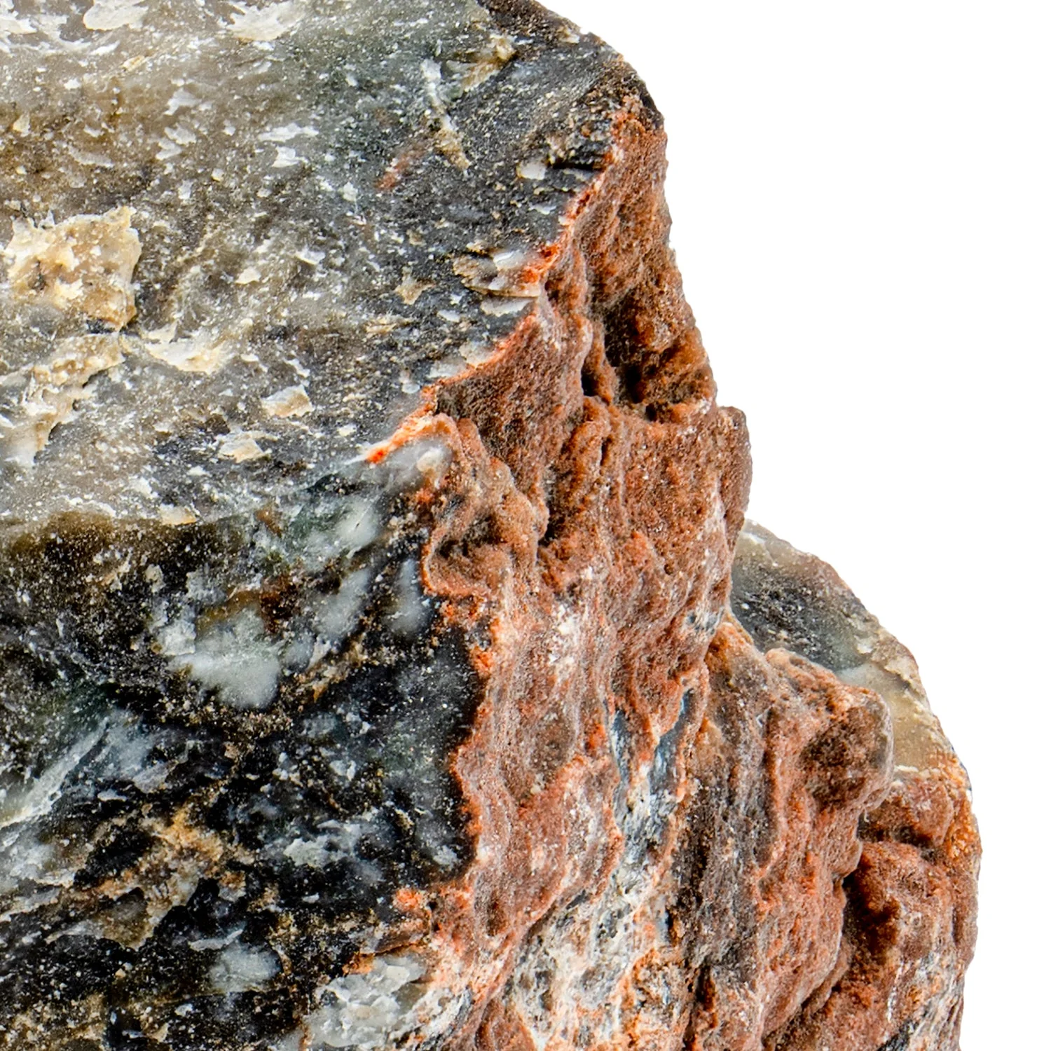 Dinosaur Dung (Coprolite) - Classic Riker Box Specimen - Image 8