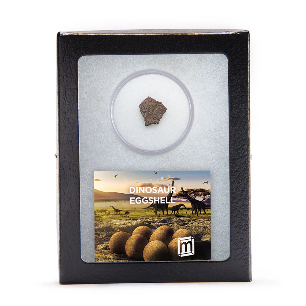Dinosaur Eggshell - Image 4