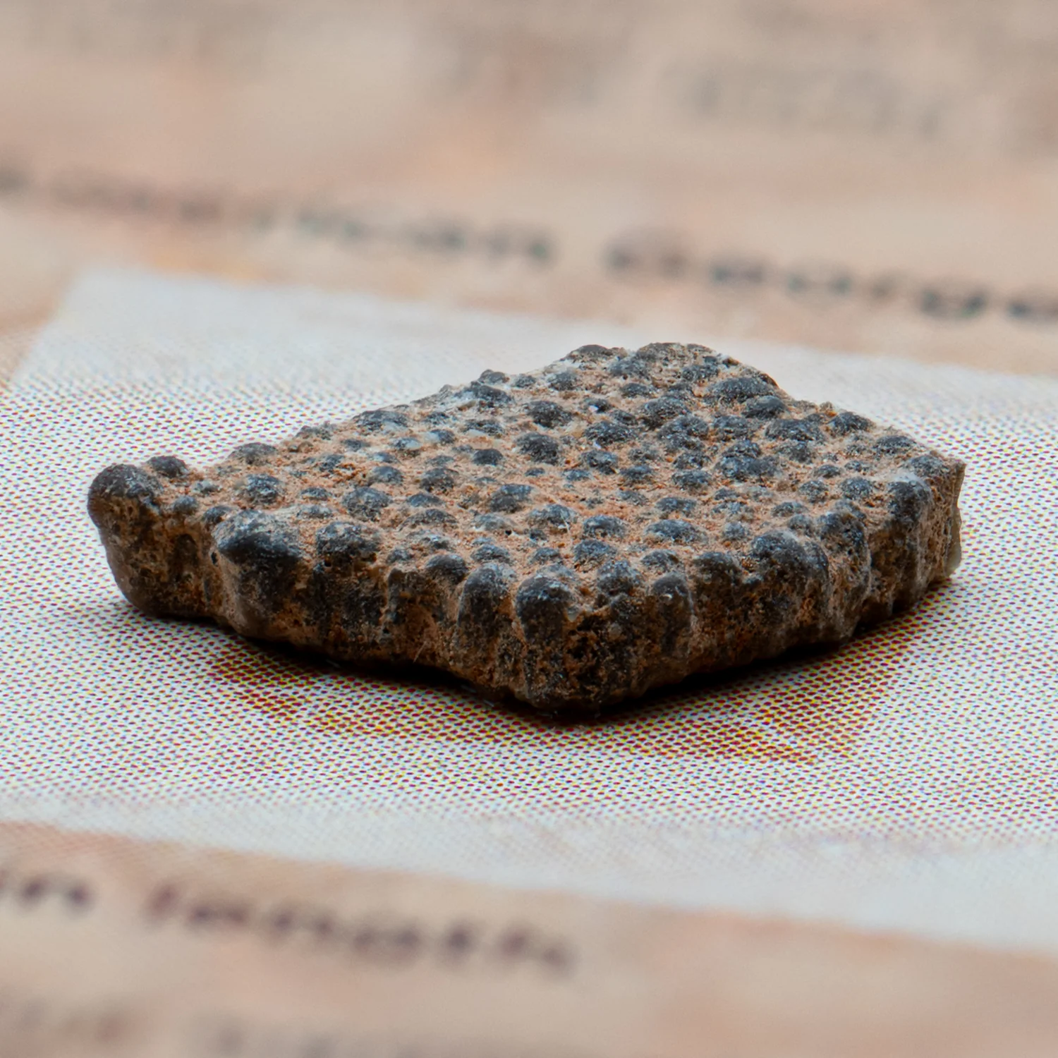 Dinosaur Eggshell - Card Display - Authentic Fossil - Image 3
