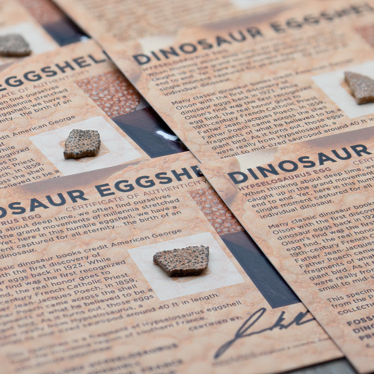 Dinosaur Eggshell - Card Display - Authentic Fossil - Image 4