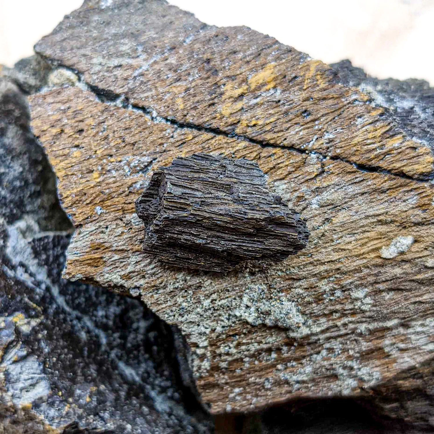 Dinosaur Food - Cycad Fossil - Image 3