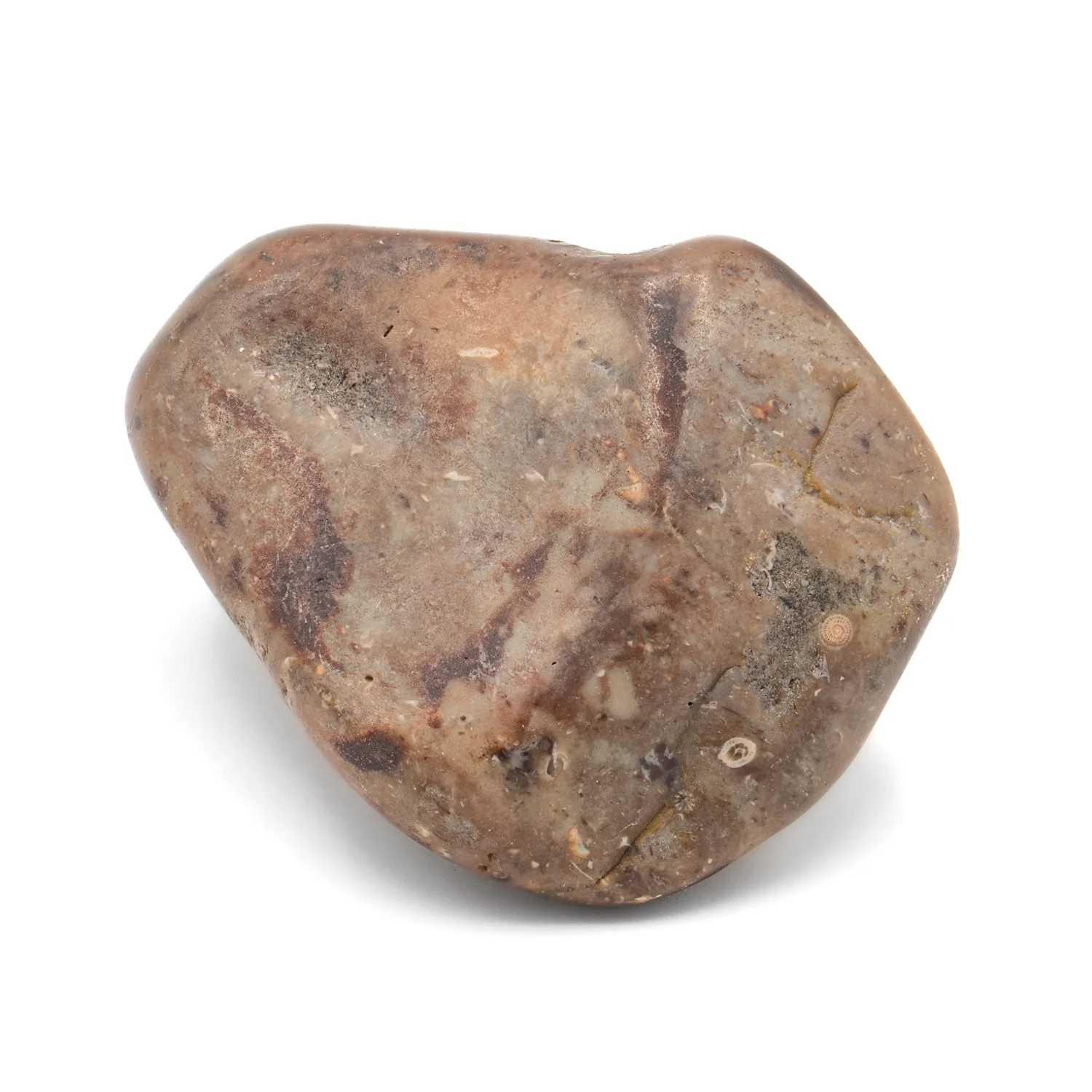 Dinosaur Gastrolith - 2.025" Gut Stone - 150,000,000 Years Old - Image 2