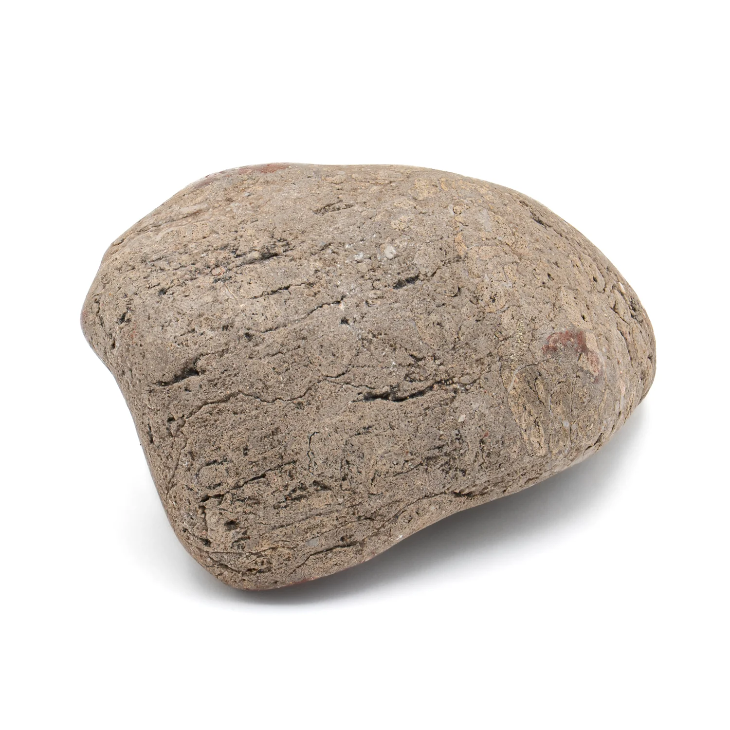 Dinosaur Gastrolith - 2.418" Gut Stone - 150,000,000 Years Old - Image 2
