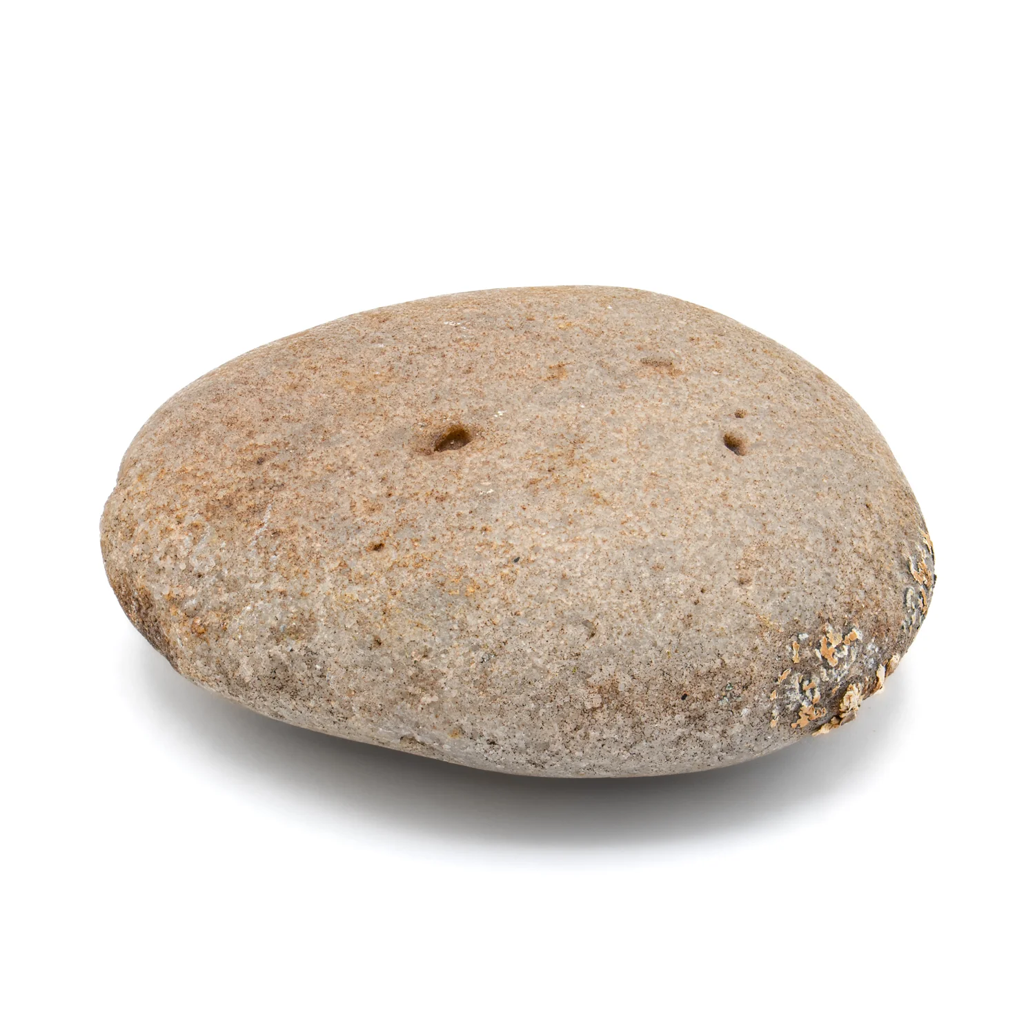Dinosaur Gastrolith - SOLD 2.556" Gut Stone - 150,000,000 Years Old - Image 2