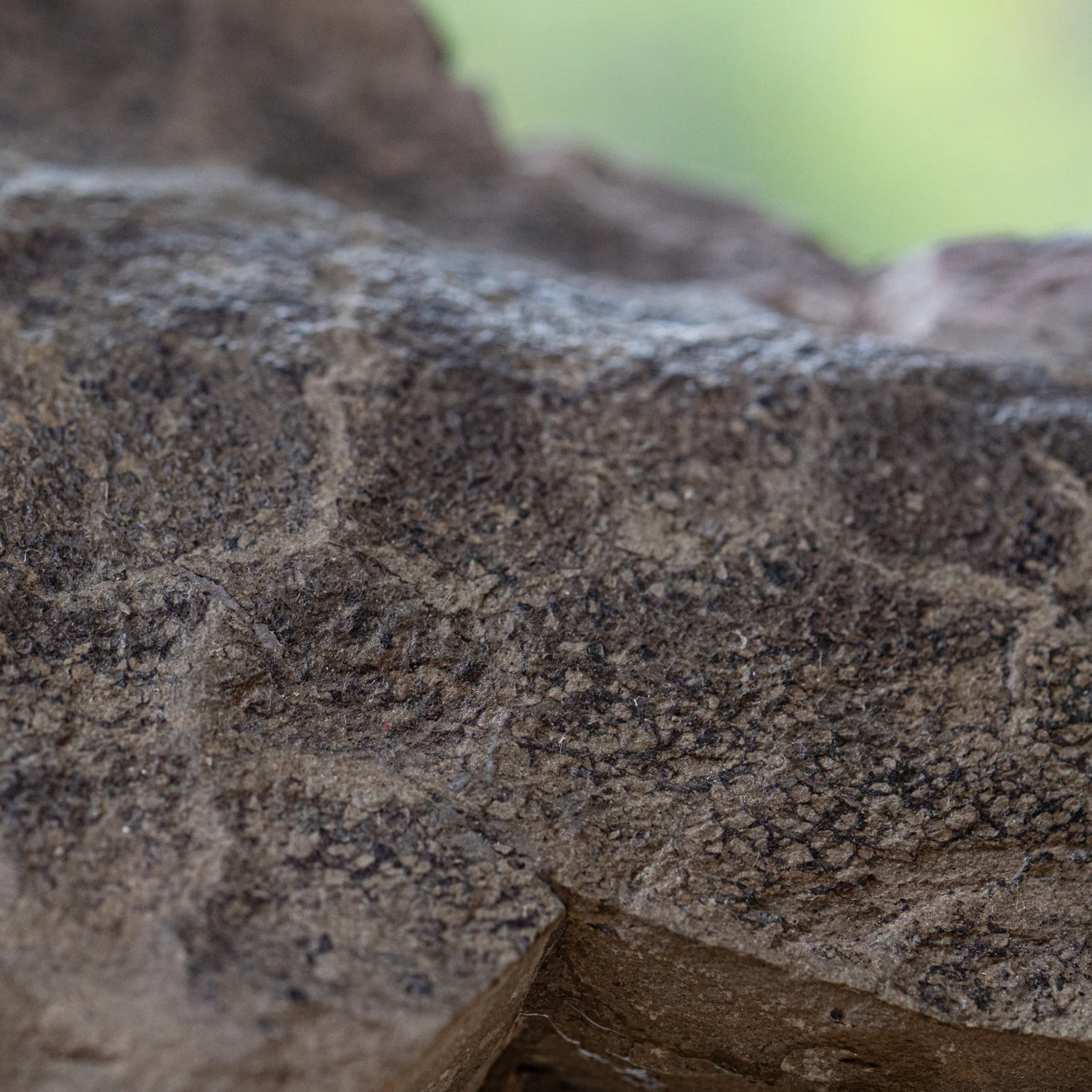 Diplodocus Skin - 13.92" Fossil - Image 10