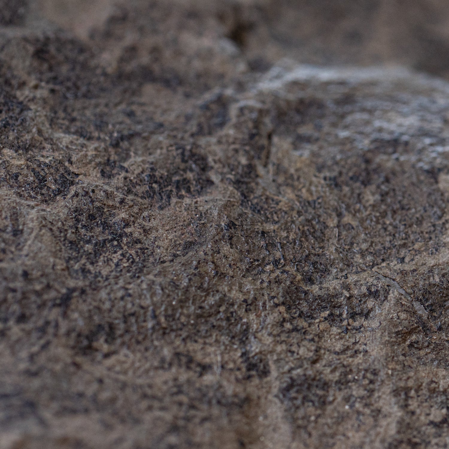 Diplodocus Skin - 13.92" Fossil - Image 11
