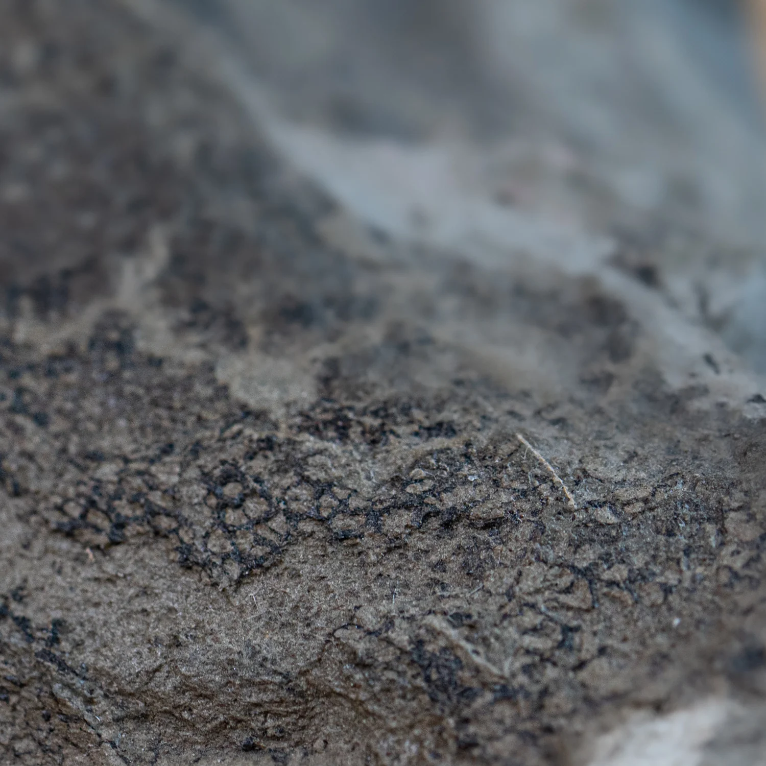 Diplodocus Skin - 13.92" Fossil - Image 12